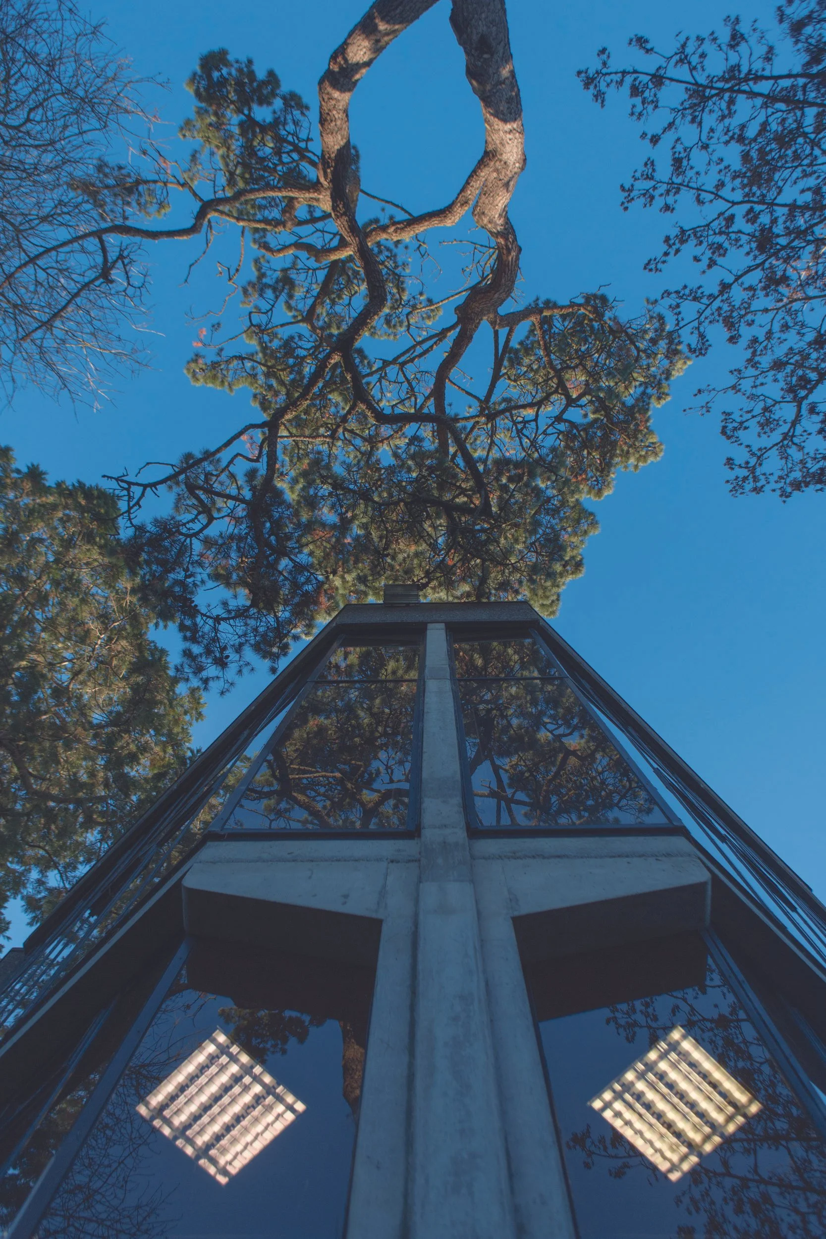 Looking up at a modern glass building surrounded by tall trees, with the sky visible at the top of the image.