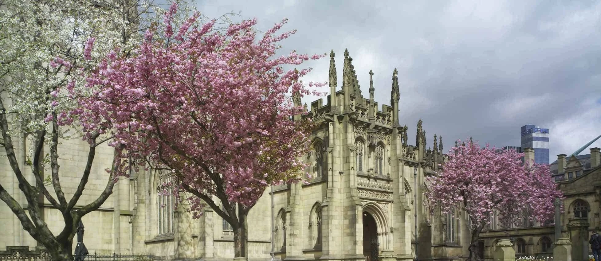 Historic church with gothic architecture, surrounded by blooming pink and white cherry blossom trees, in an urban setting with modern buildings in the background, under a cloudy sky.