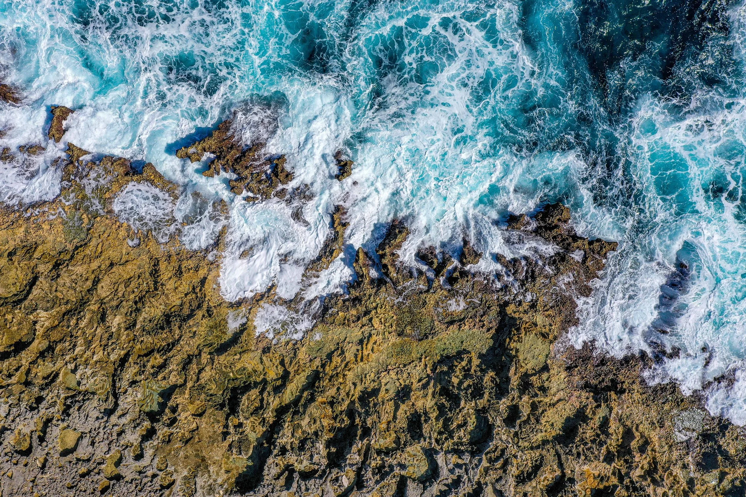 Rough Eastcoast, Bonaire