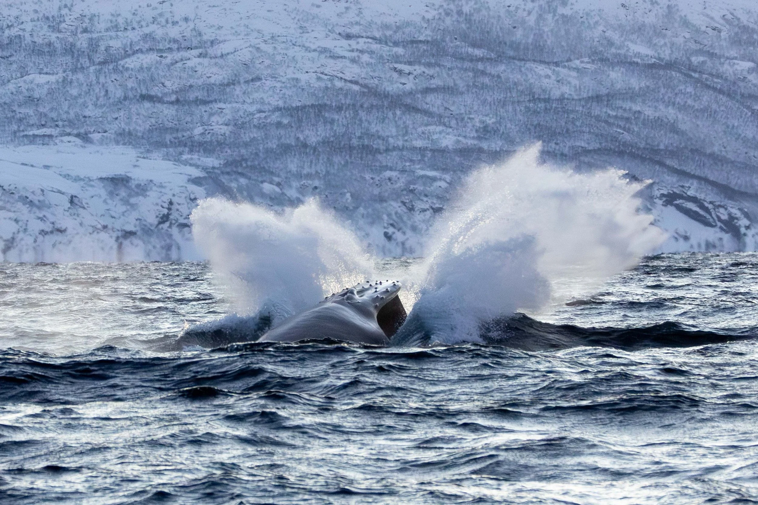 Breaching Humpback, Skjervøy