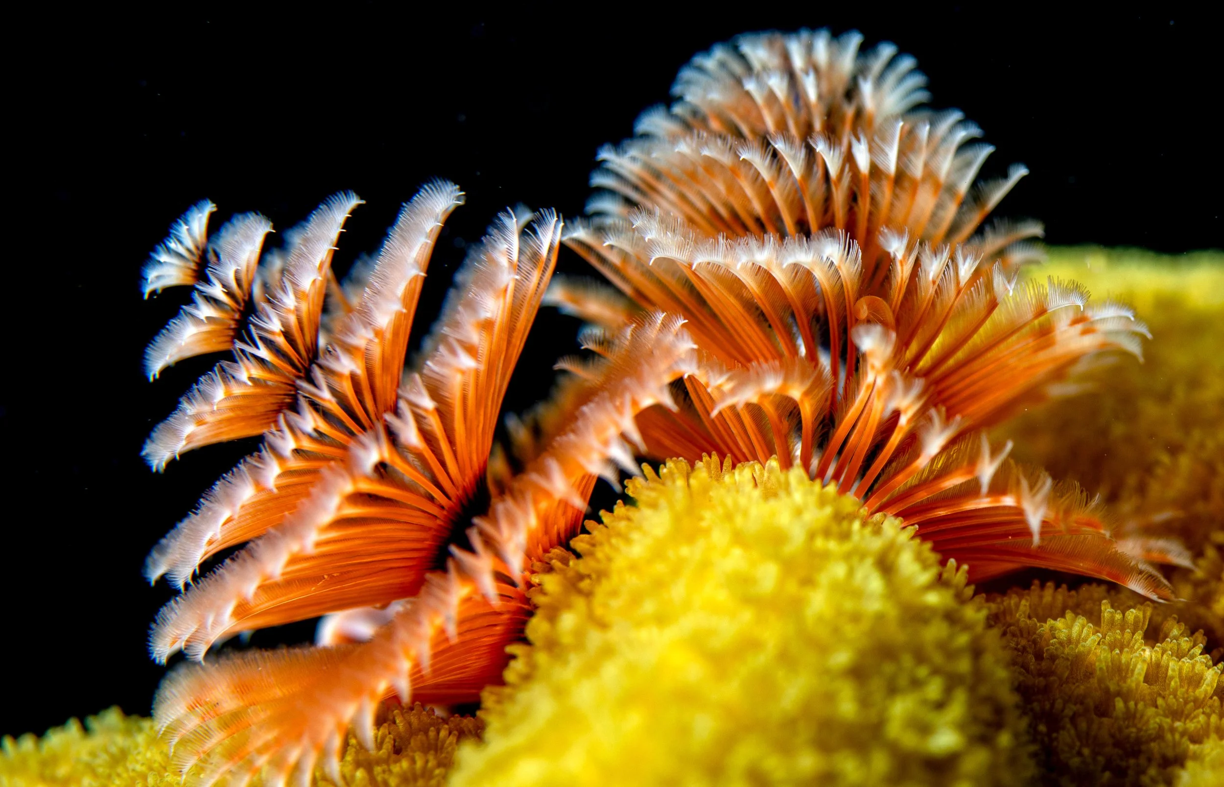 Underwater9.jpg