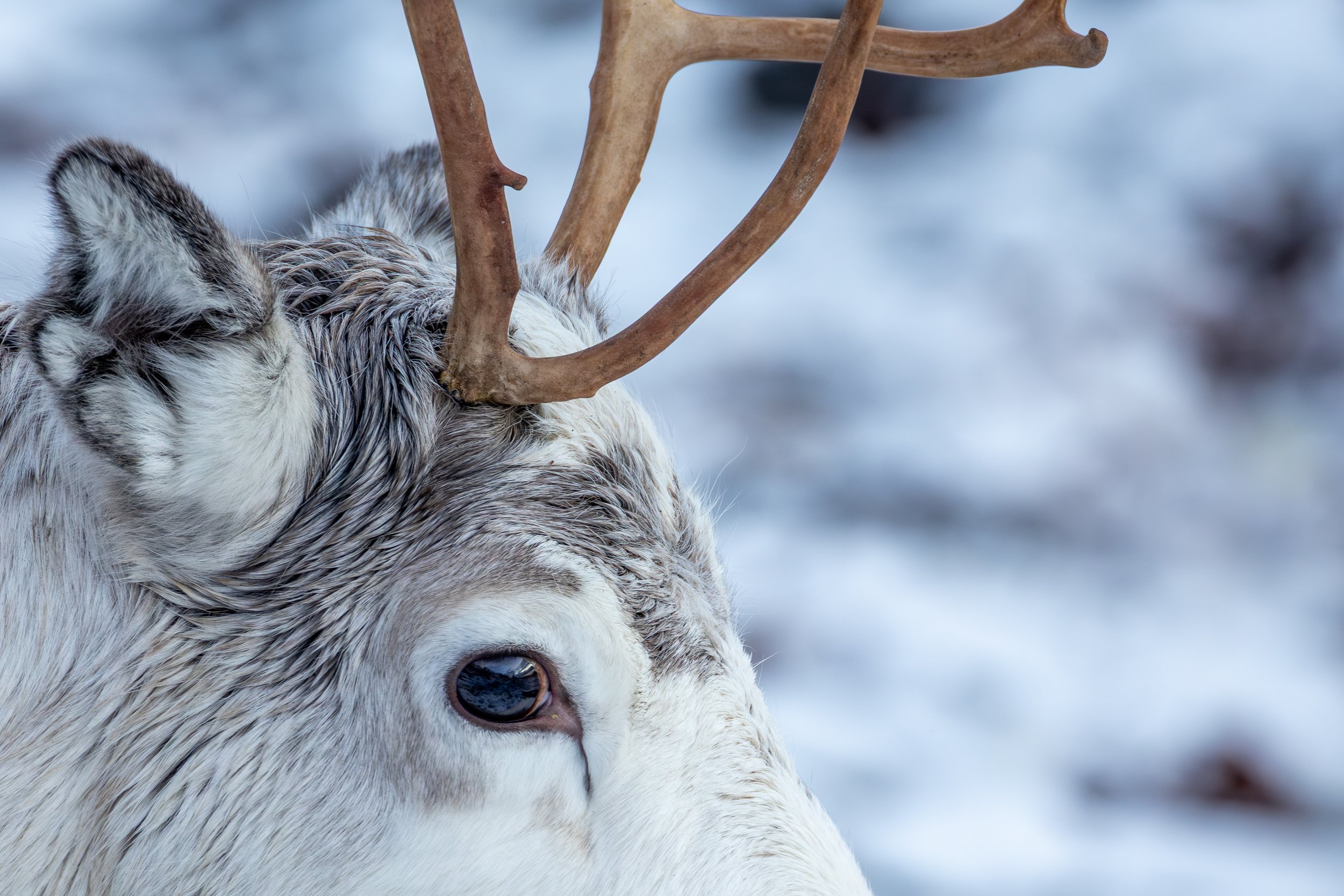 Rendeer's head