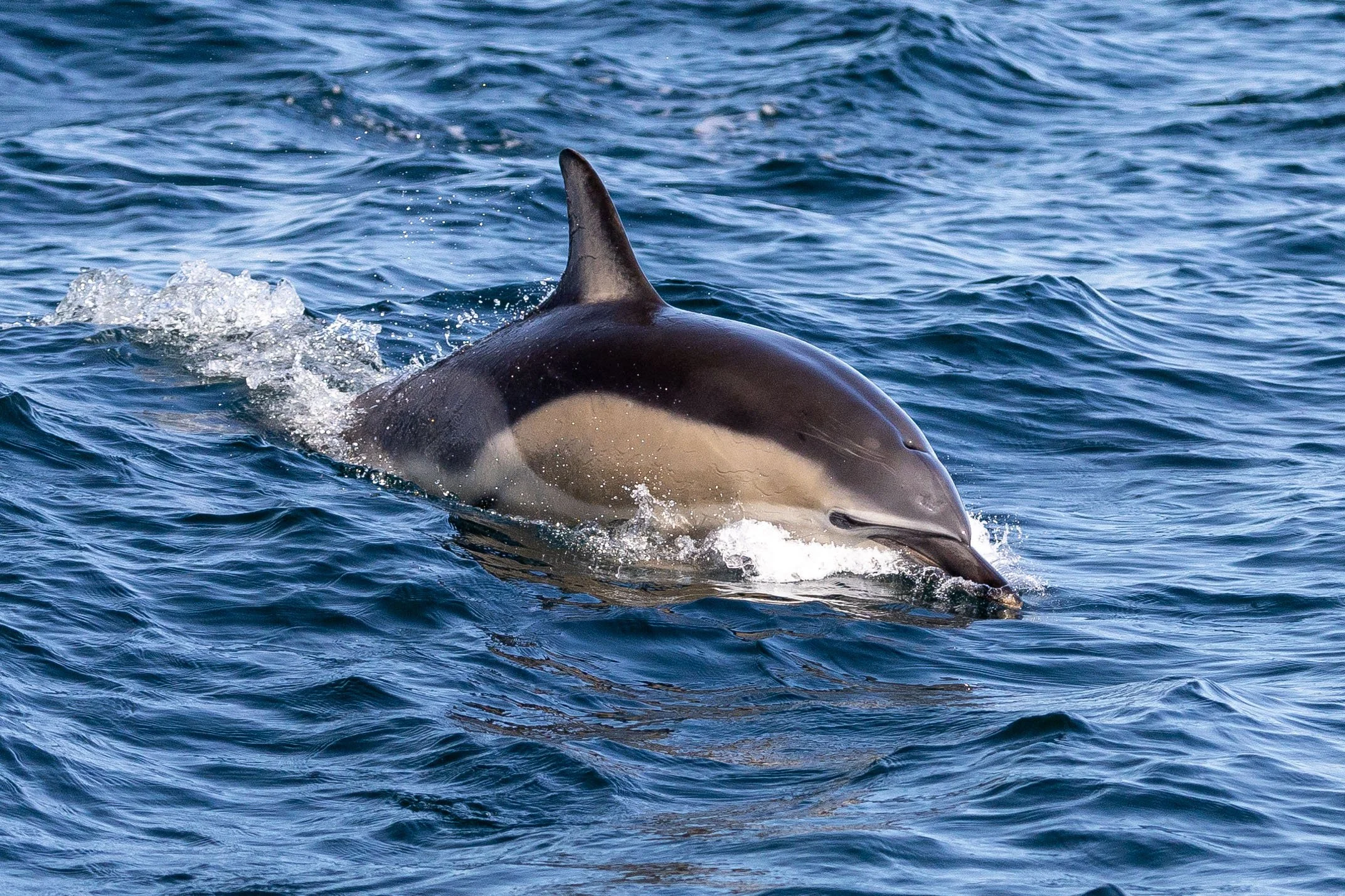 Dolphins around the Isle of Coll