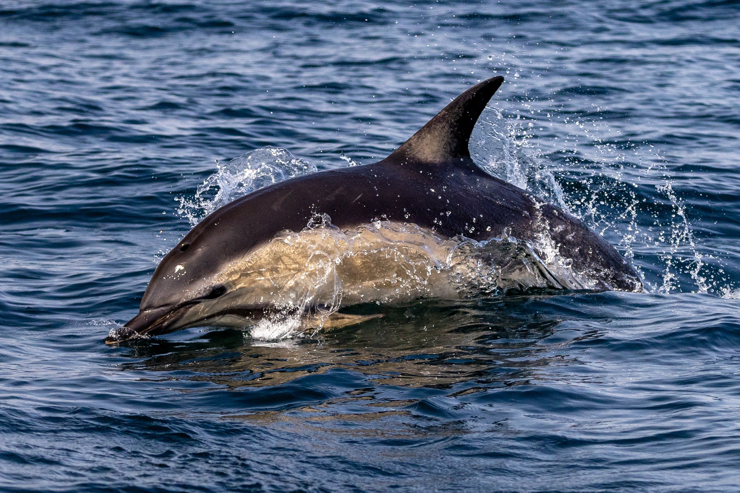 Dolphins around the Isle of Coll