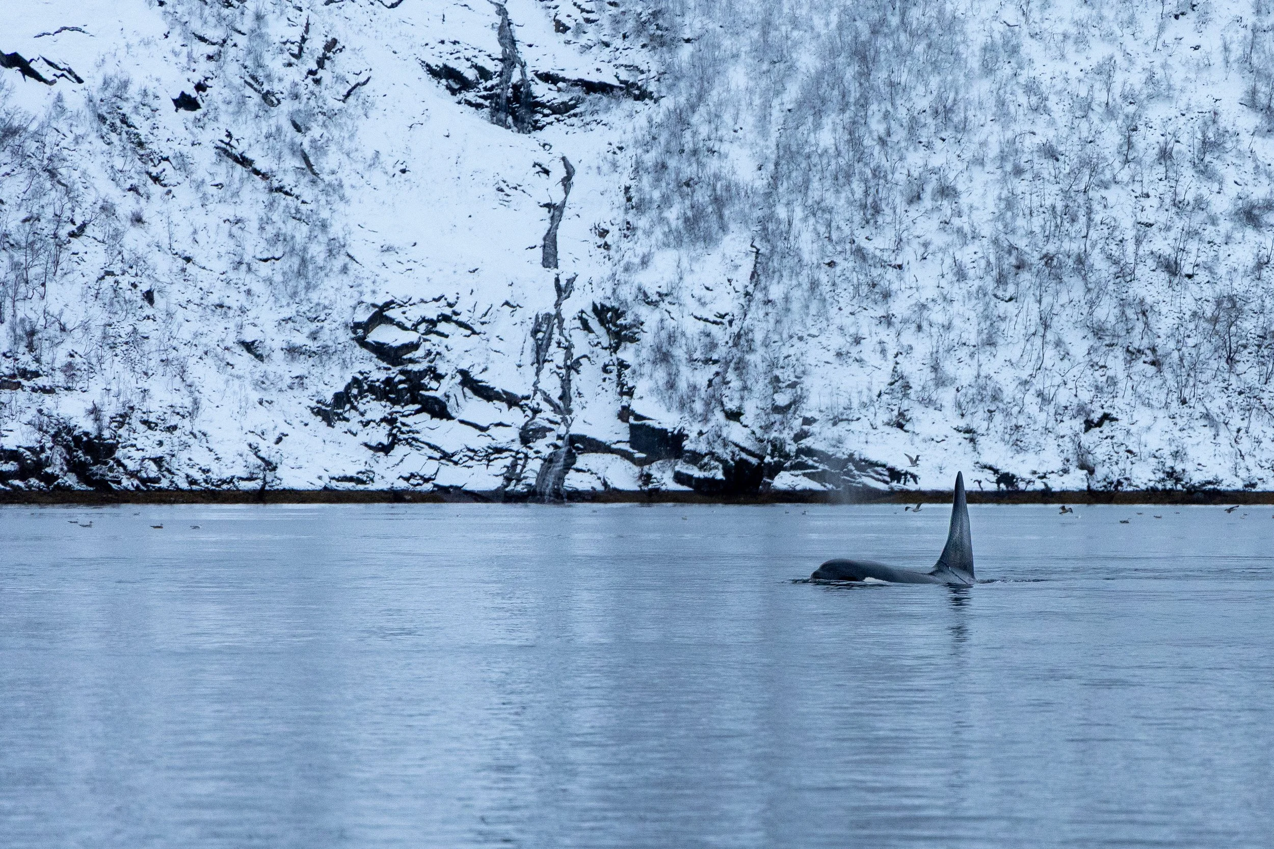 Orca in Jøkelfjord, Norway