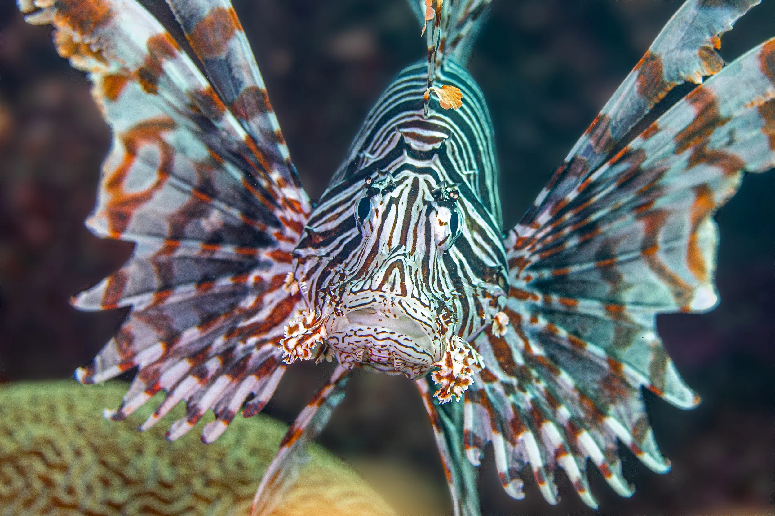 Underwater13.jpg