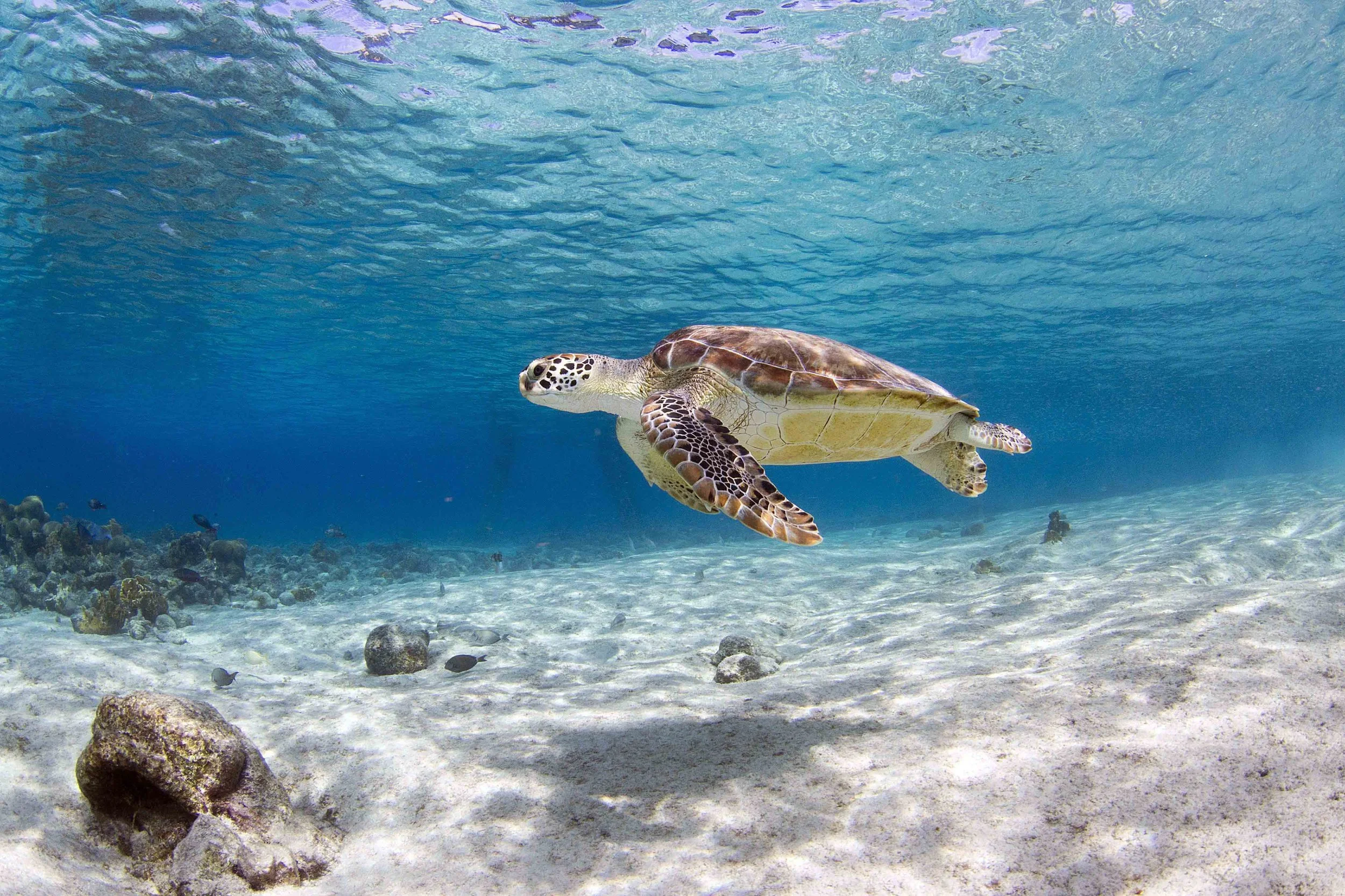 Bonaire Underwater