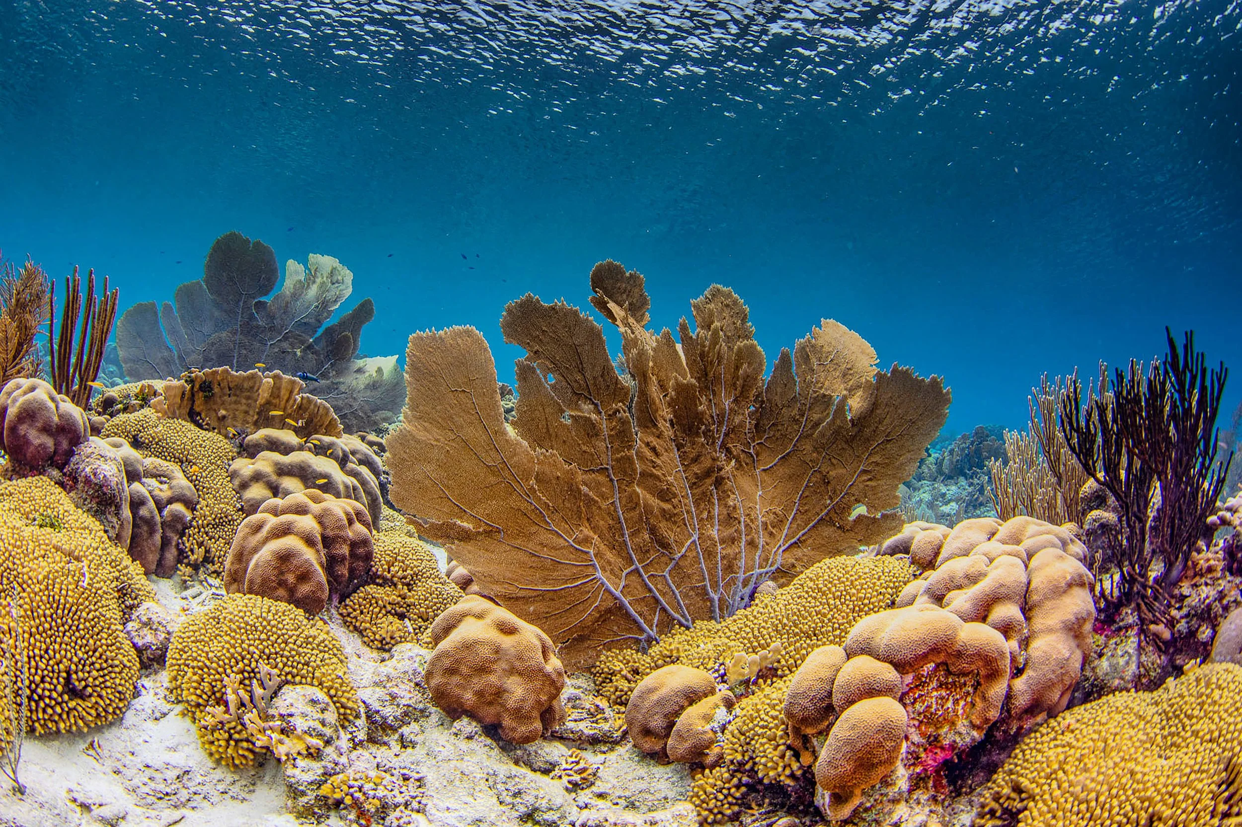 Underwater16.jpg