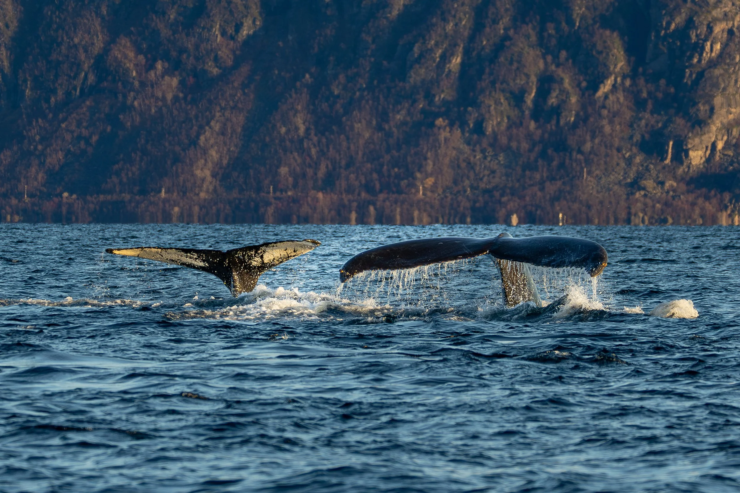 Flukes of humpbacks