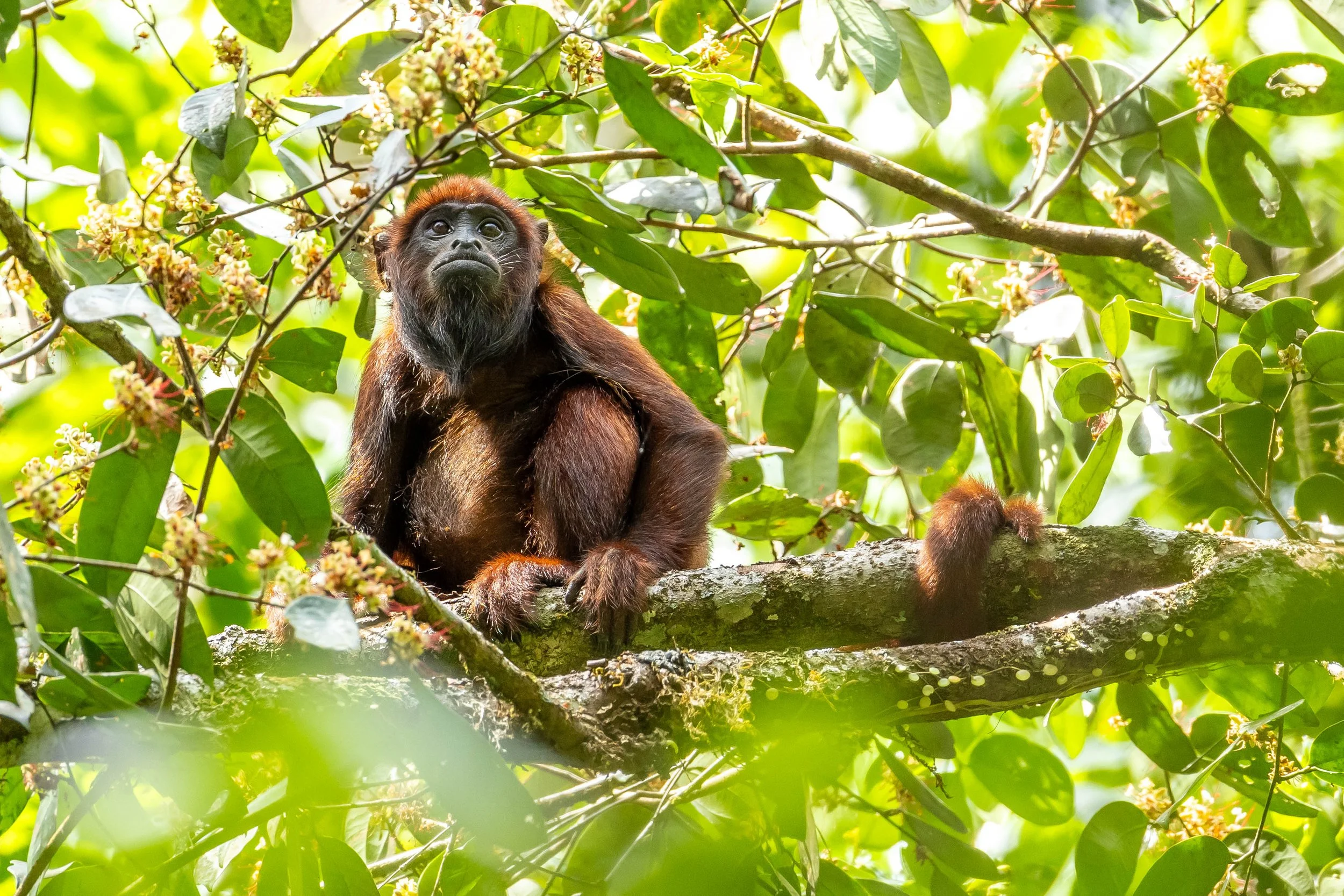 Monkey, Suriname