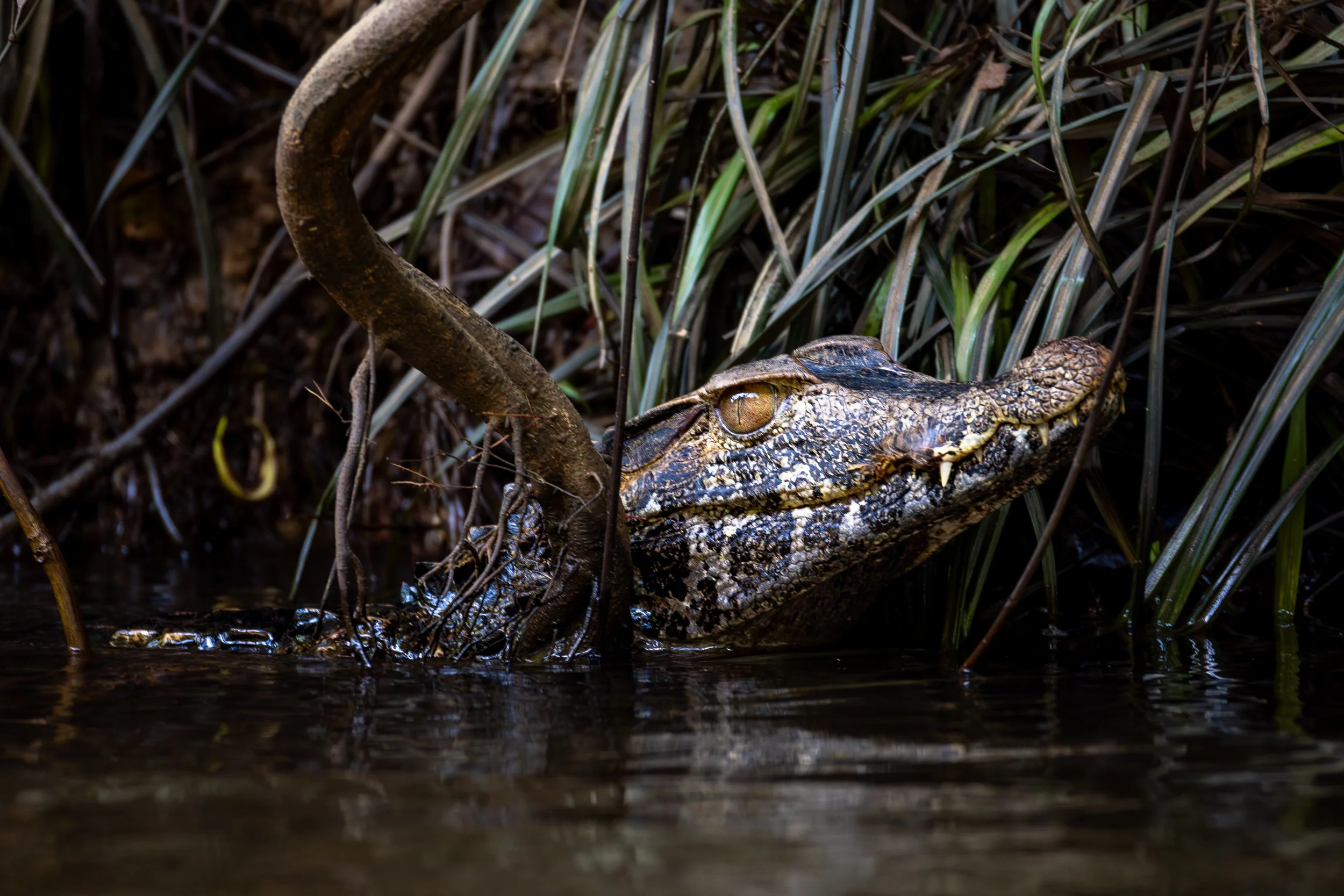 Cayman, Suriname