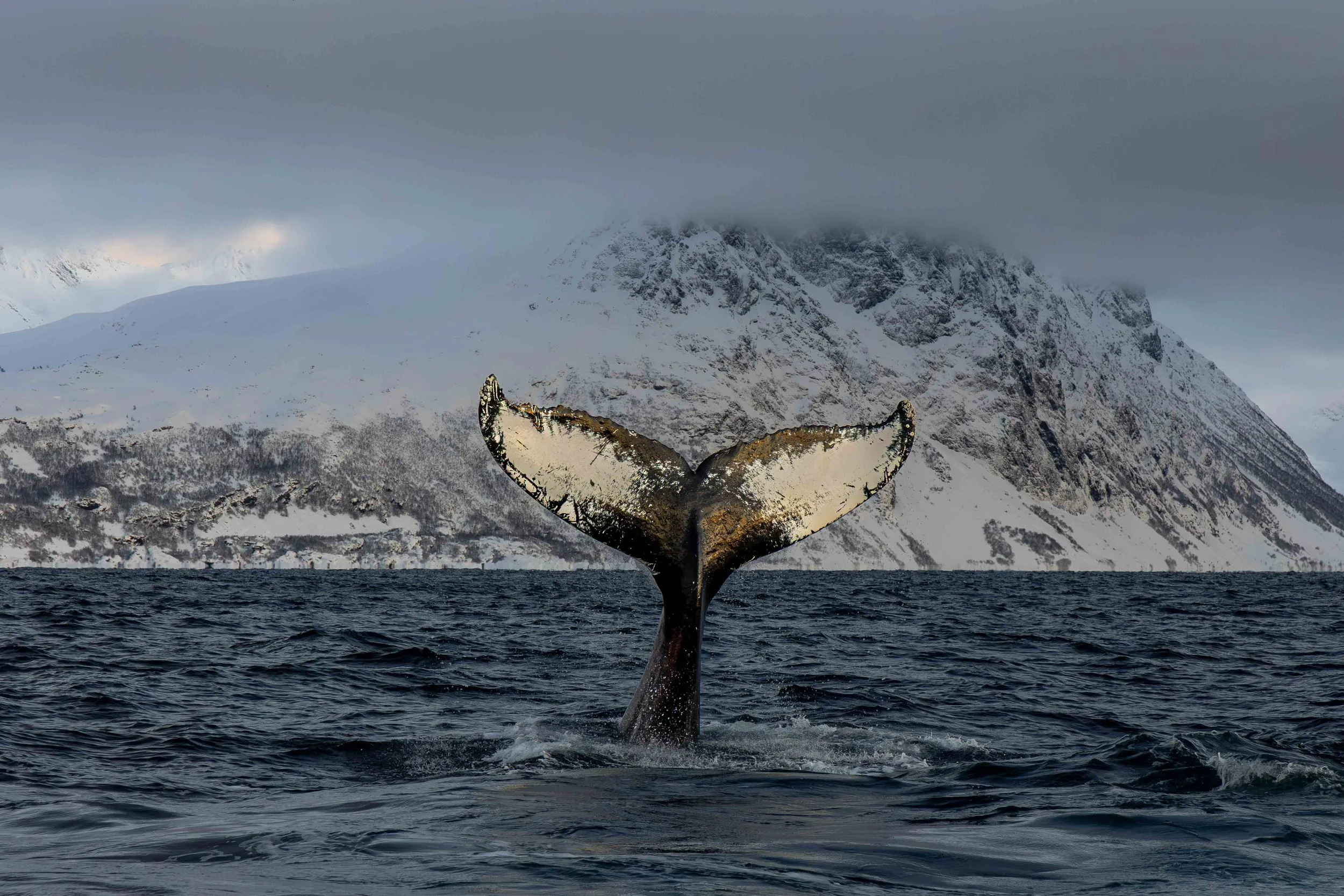 Tail slapping of a humpback, Skjervøy