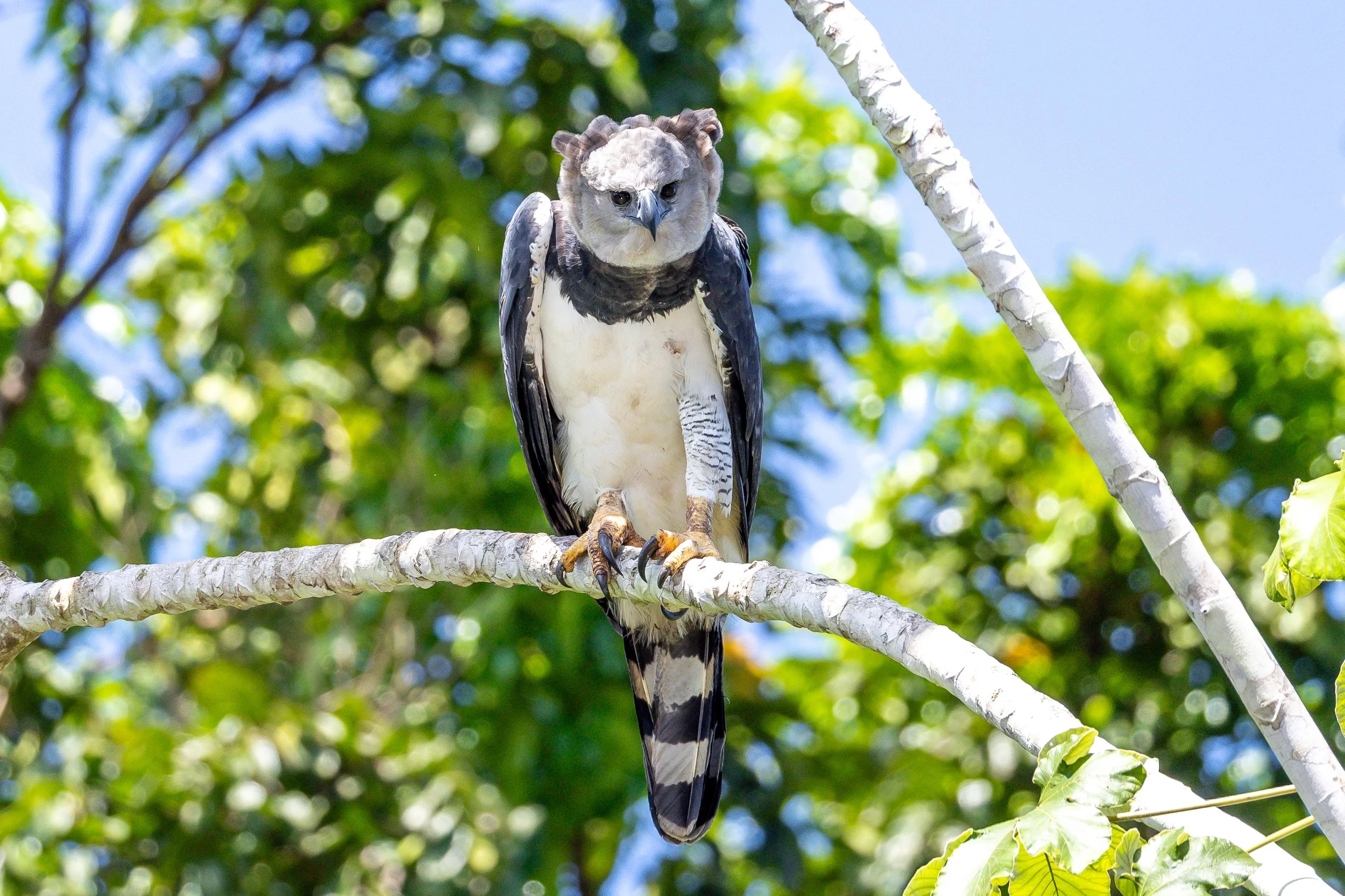 Harpy Eagle, Suriname