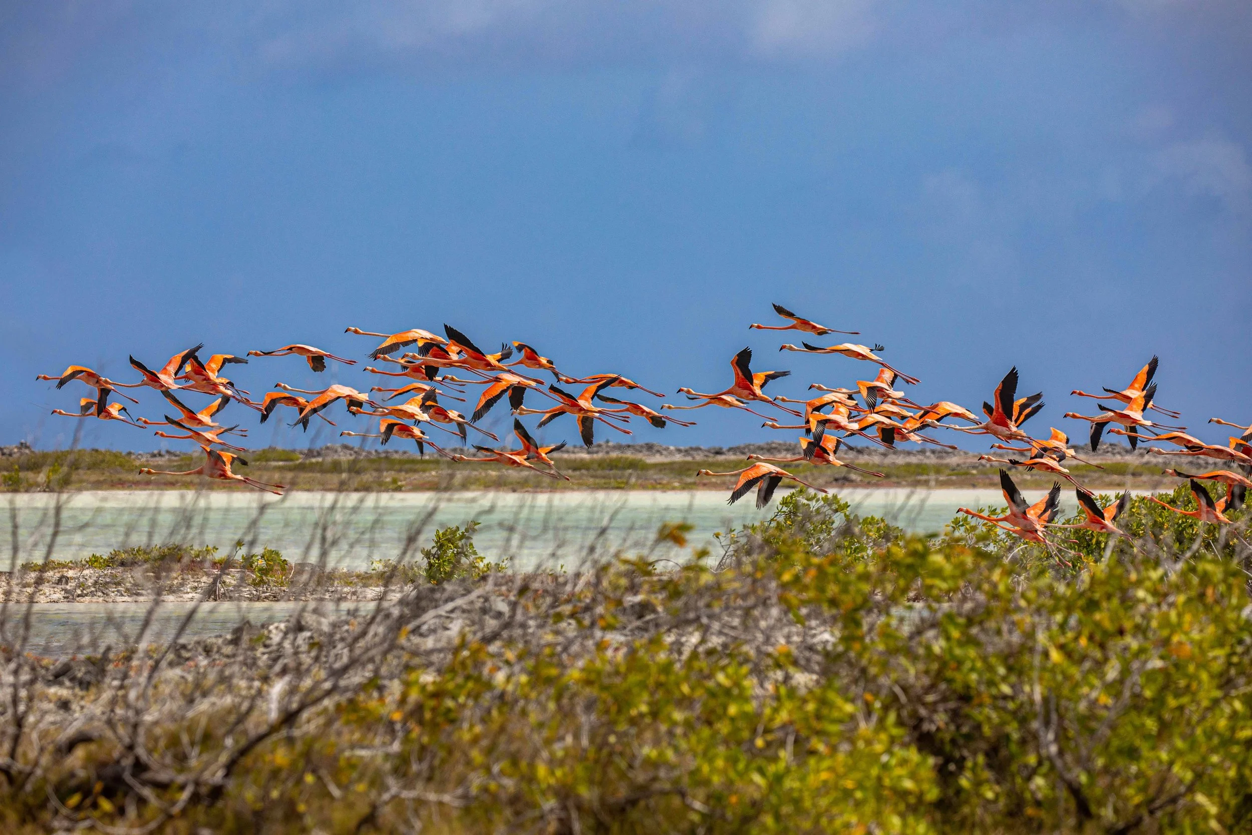Flamingo Bonaire