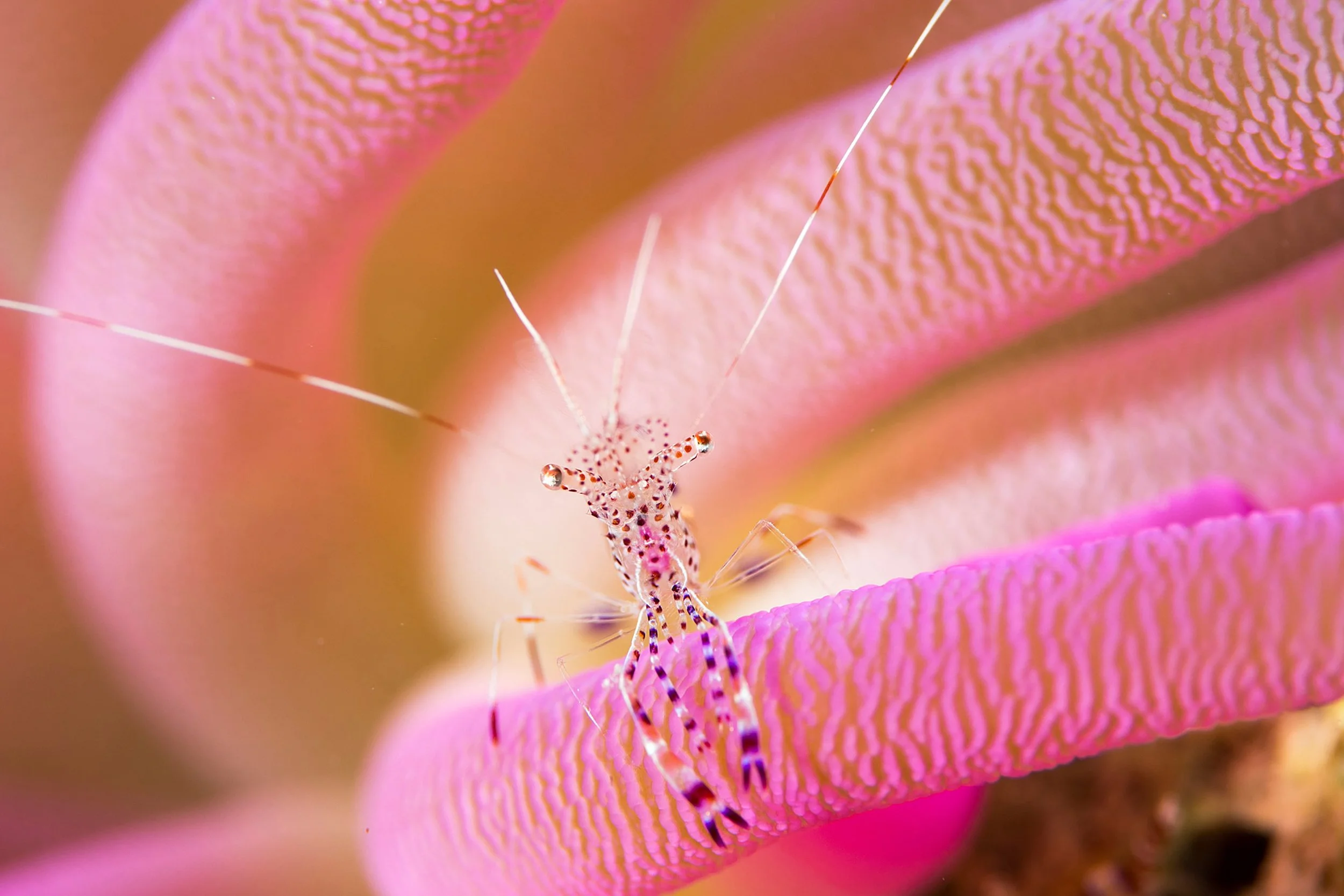Underwater8.jpg
