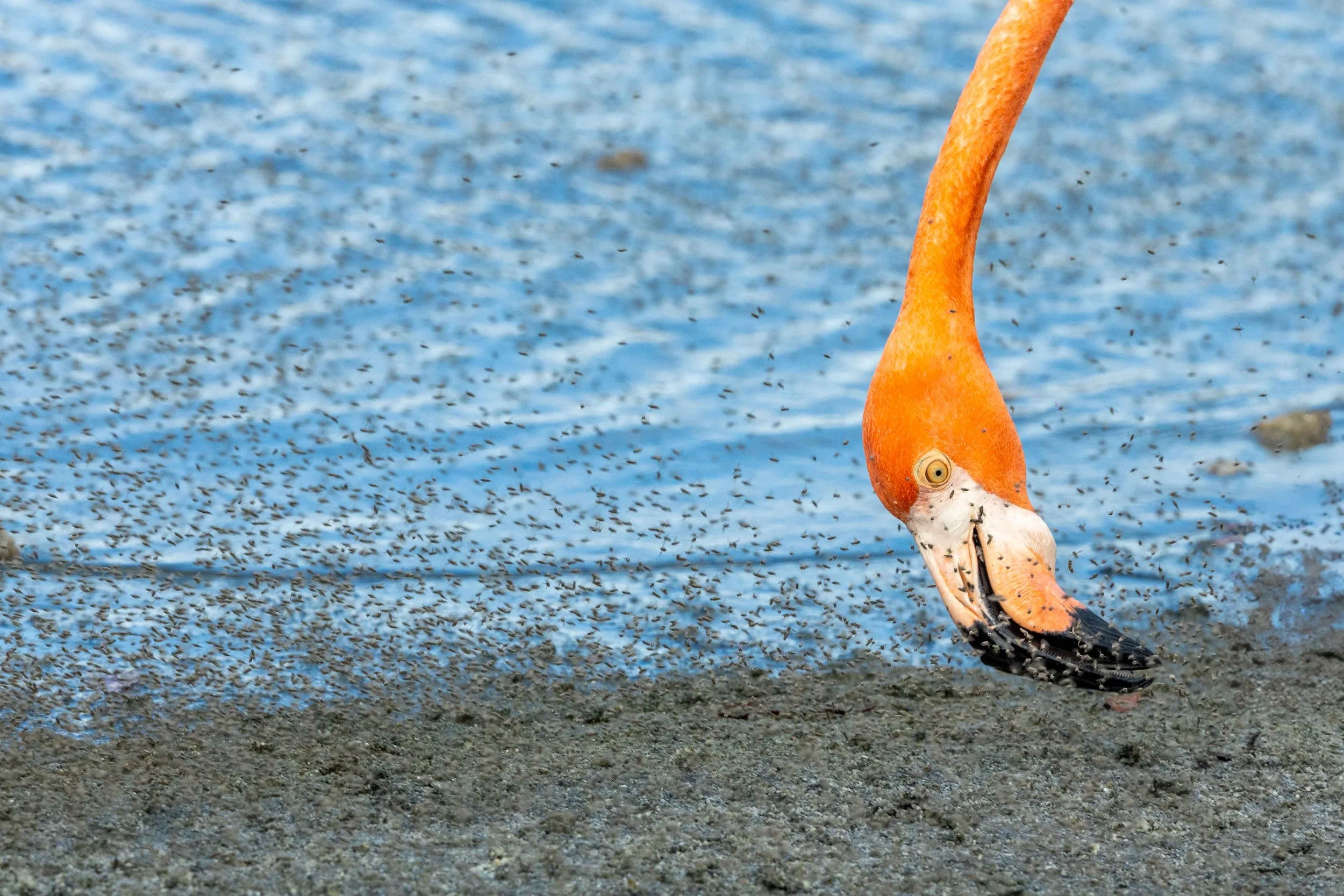 Eating Flamingo Goto lake, Bonaire