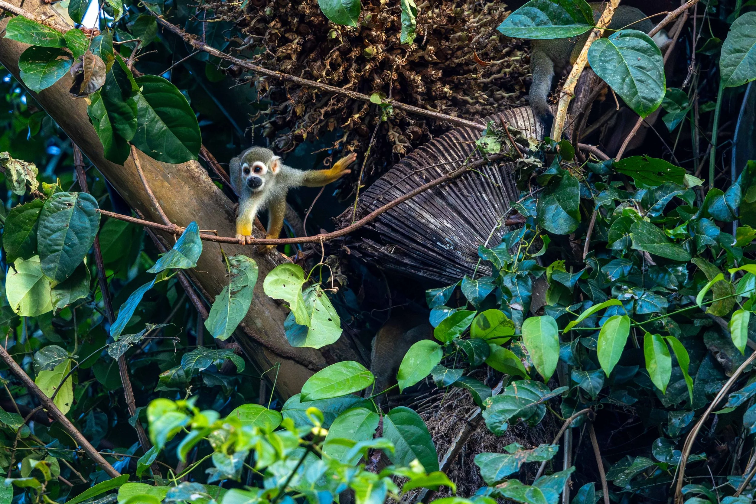 Monkey, Suriname