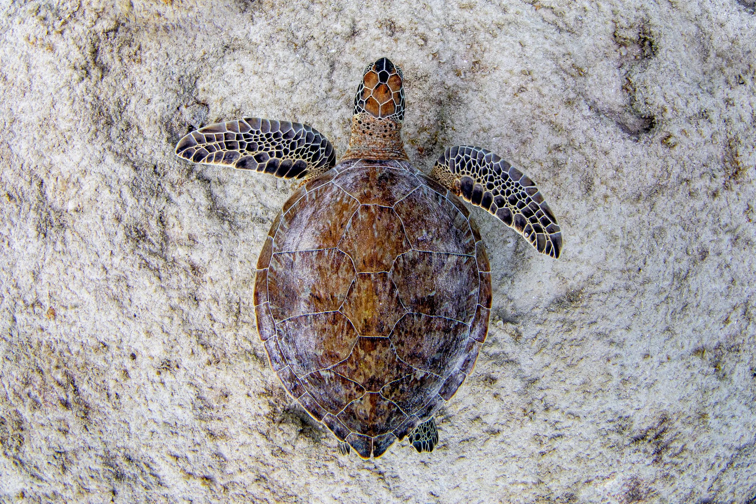 Turtle at Salt Pier, Bonaire