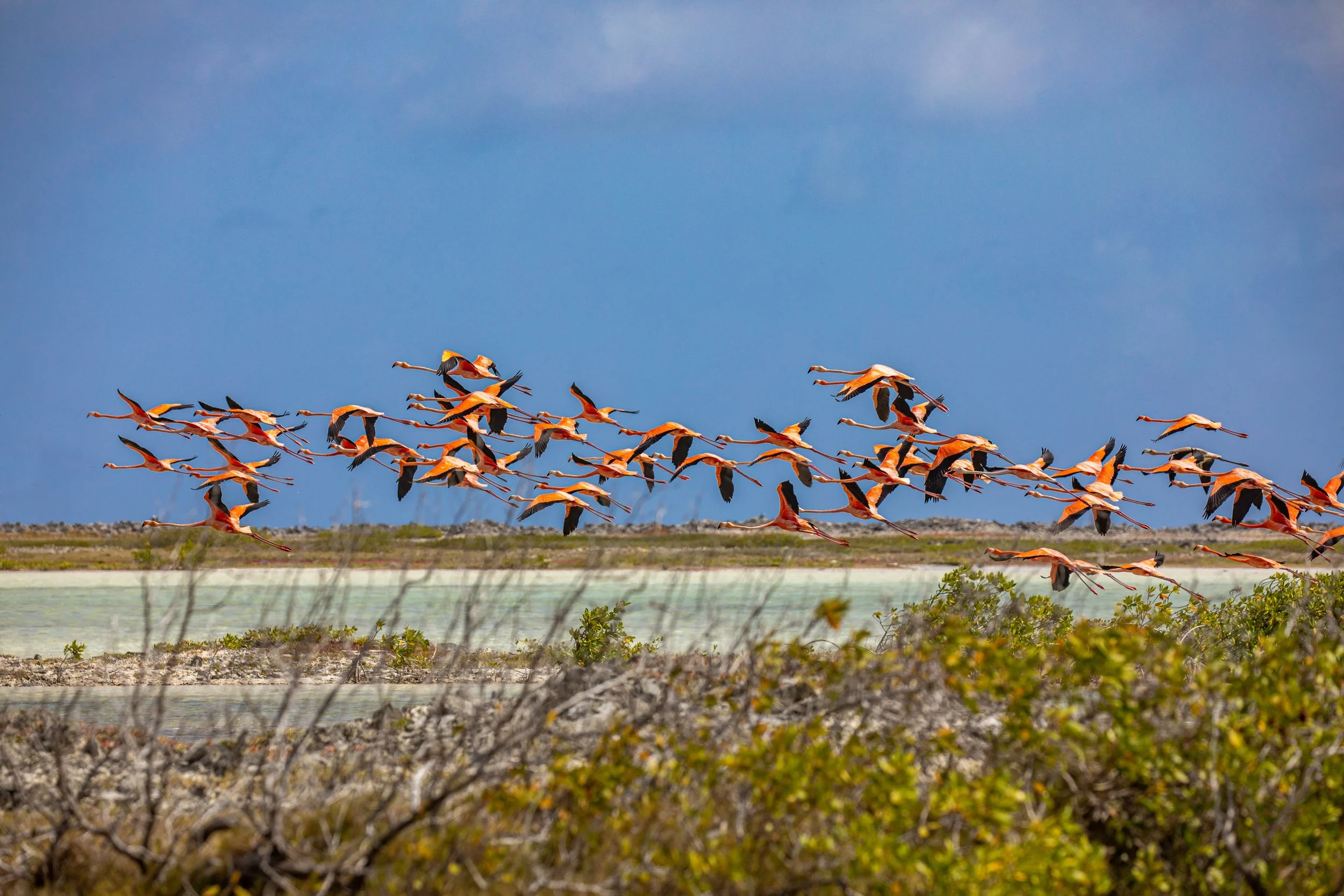 flamingo-22026.jpg