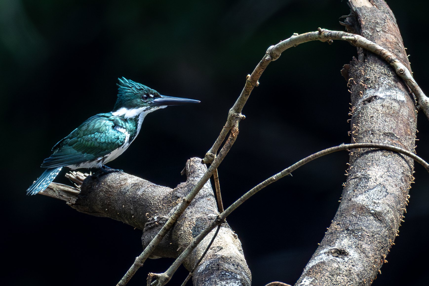 Kingfisher, Suriname