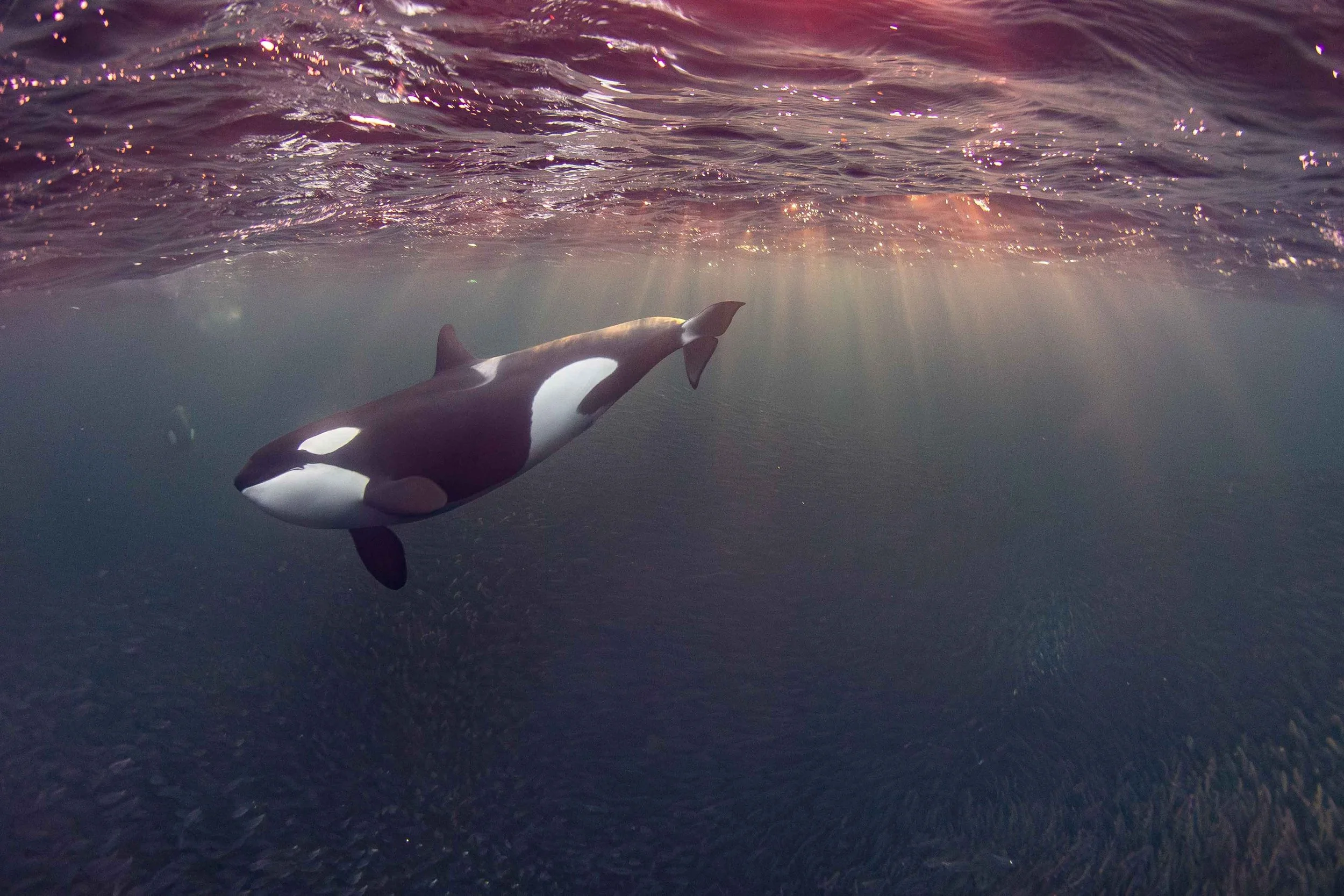 Orca encounter, Andenes, Norway