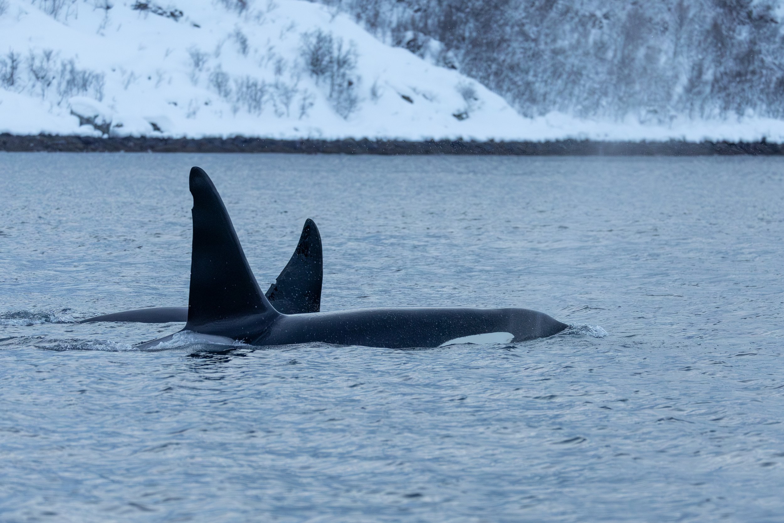Two orca's, Norway, Troms