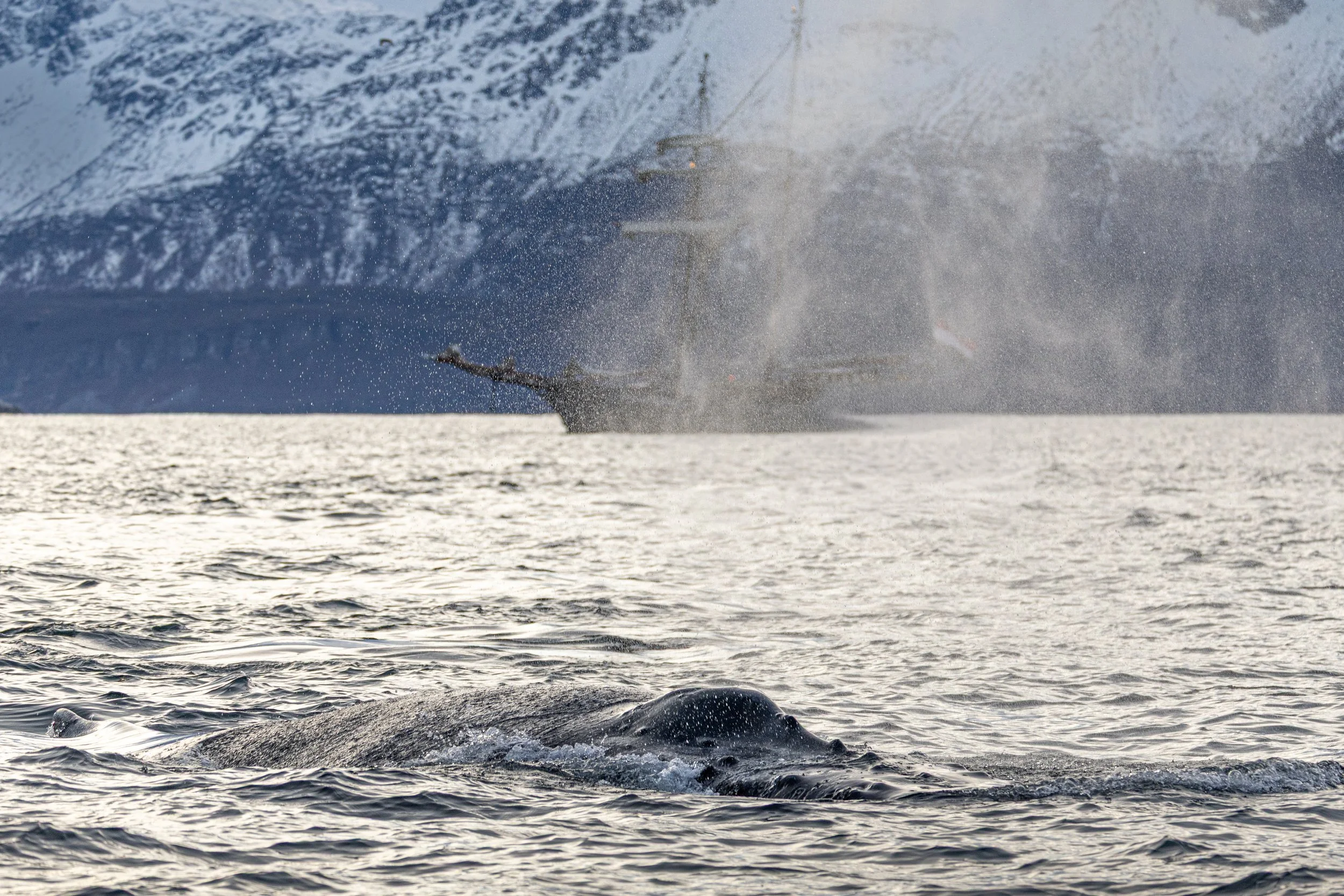 Blow of a humpback