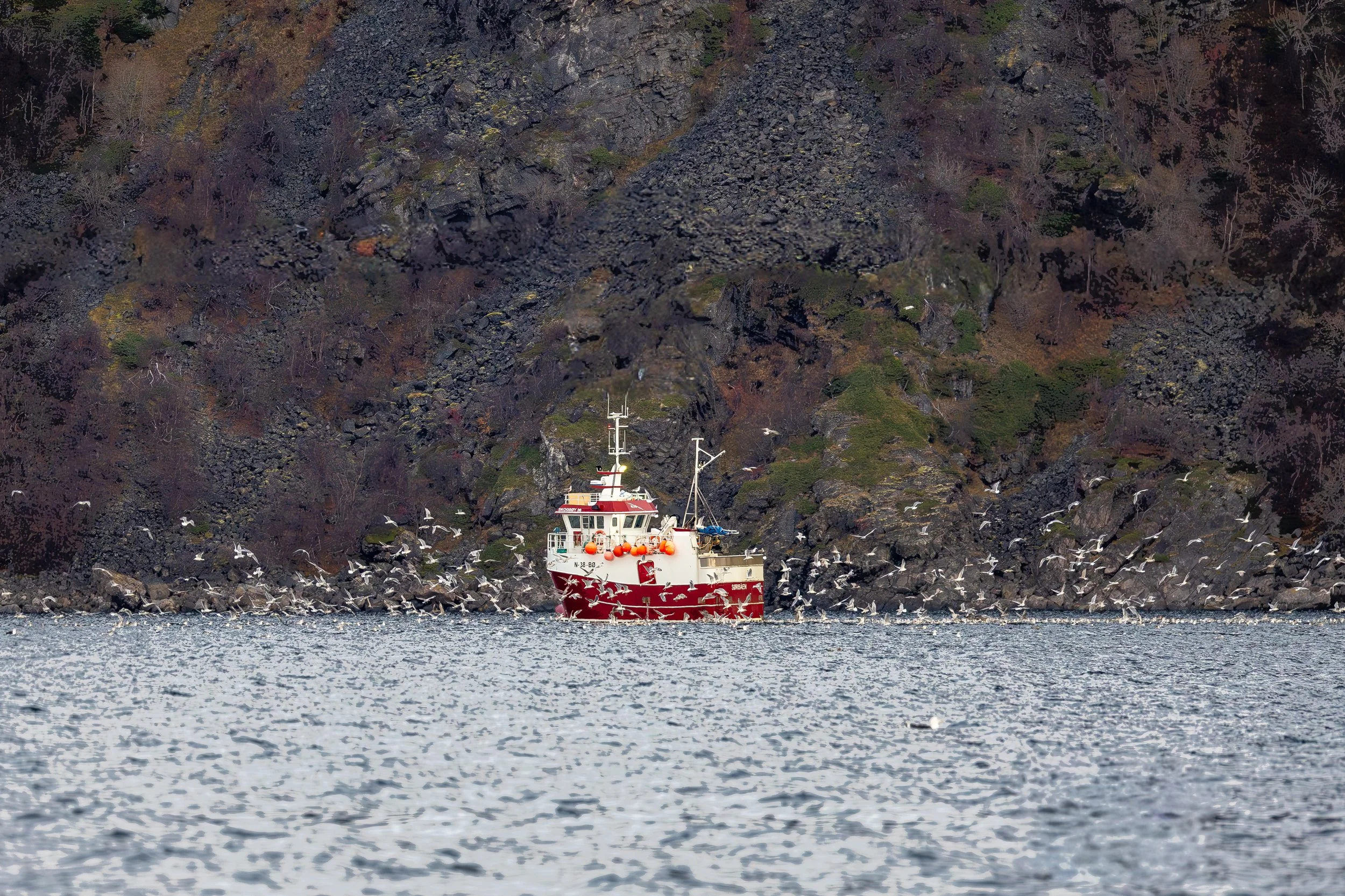 A red and white boat sailing near a rocky, forested shoreline with many seagulls flying around and in the water.