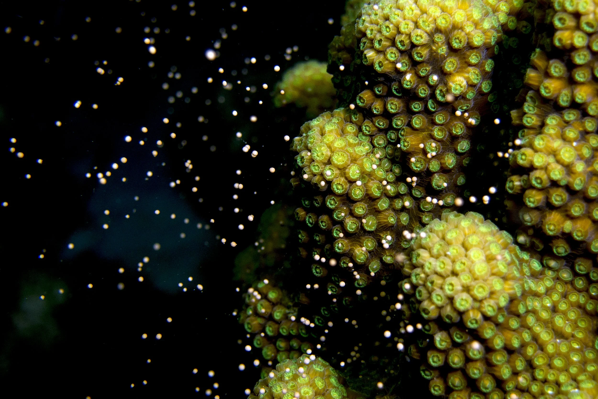 Underwater7.jpg