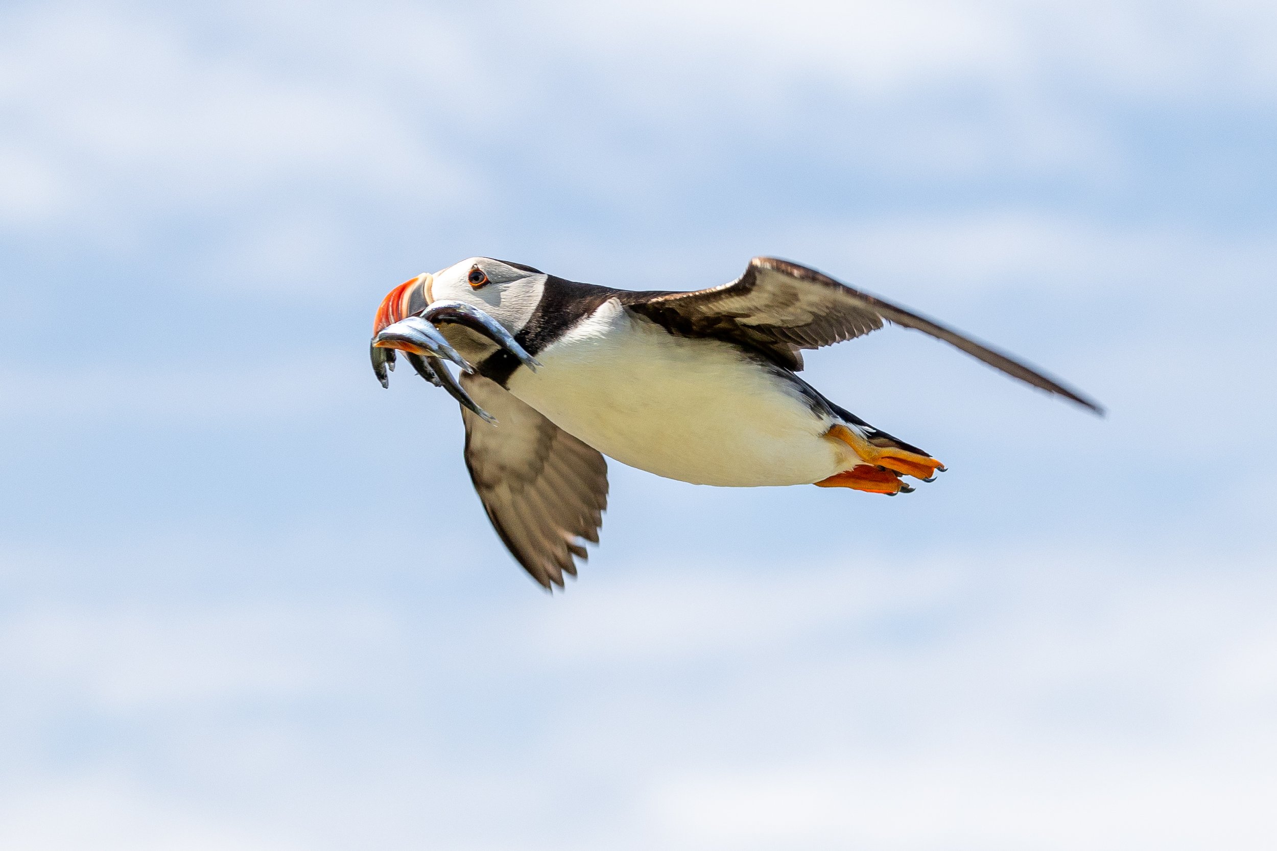 Puffins with fish