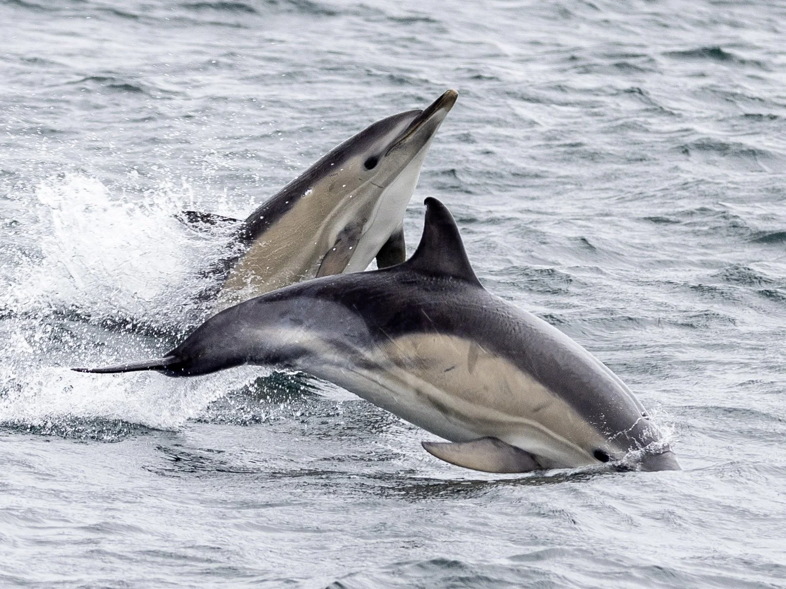 Dolphins around the Isle of Coll