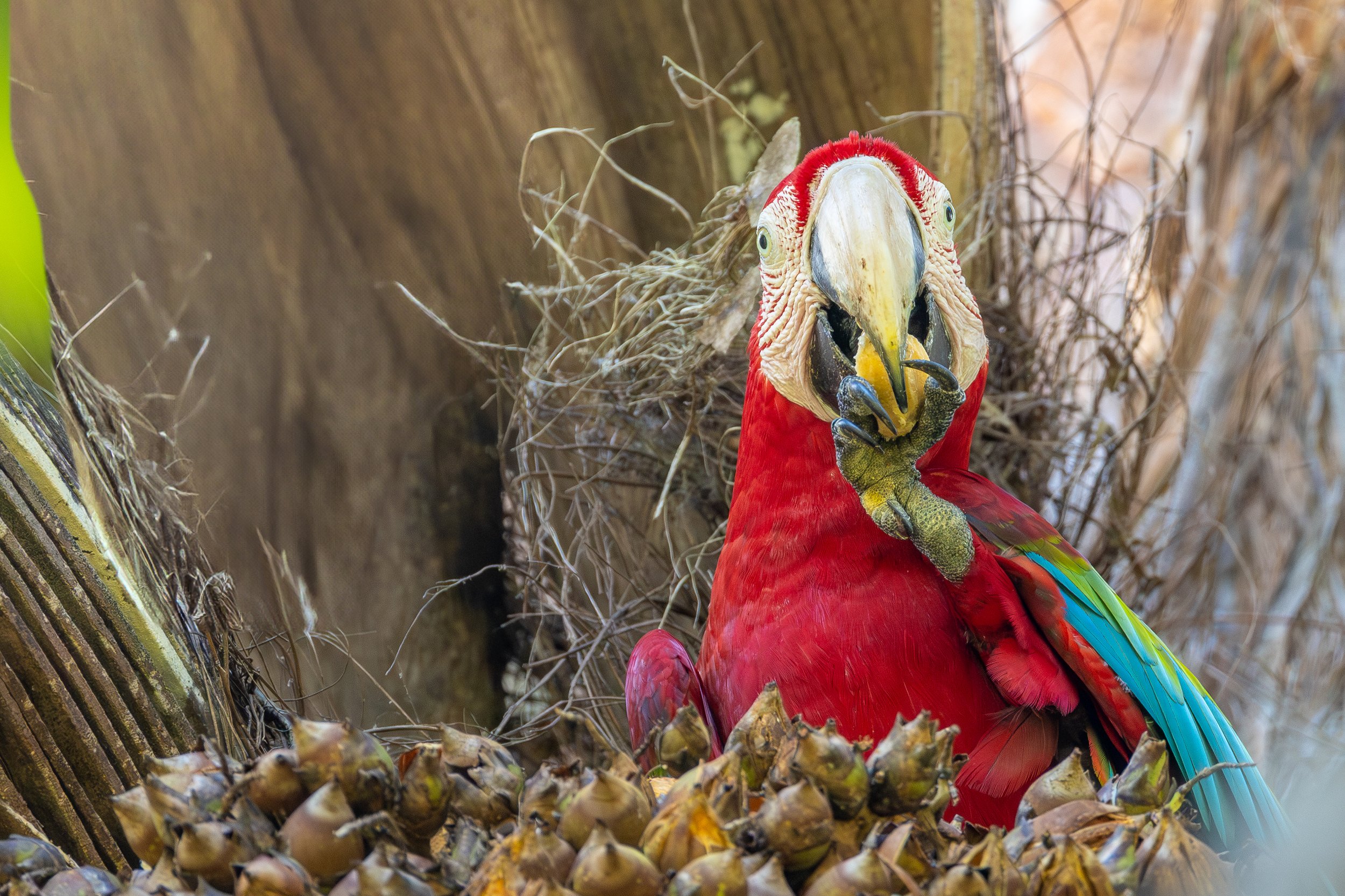 Macaw, Suriname