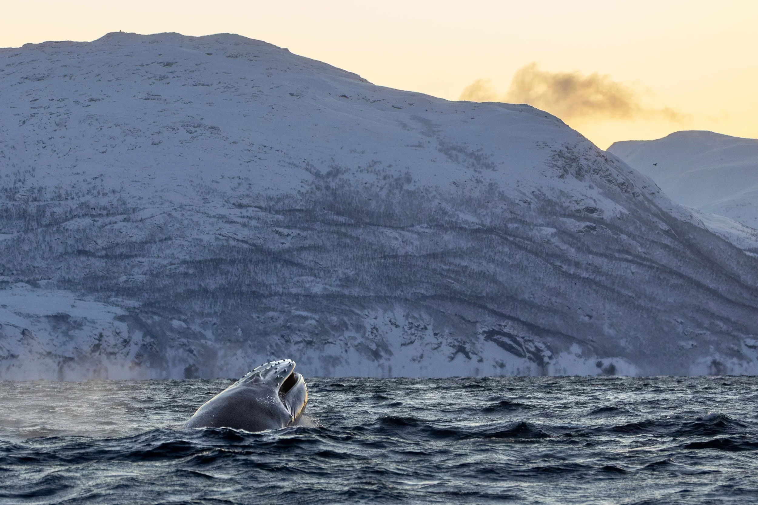 Surfacing Humpback, Skjervøy
