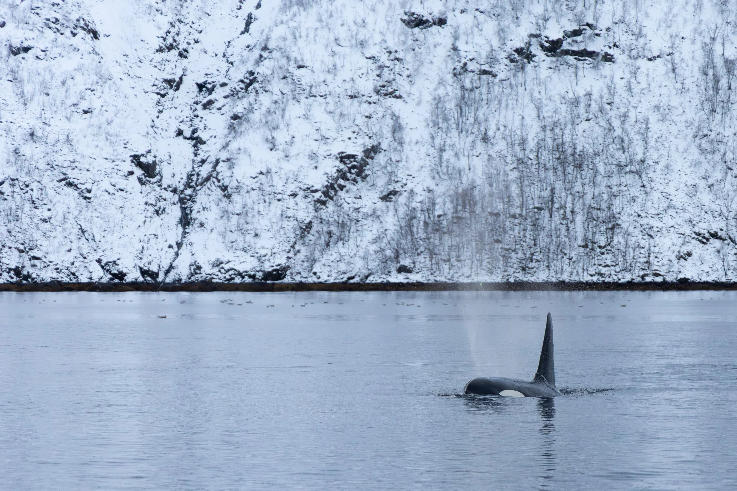 Orca in Skjervøy