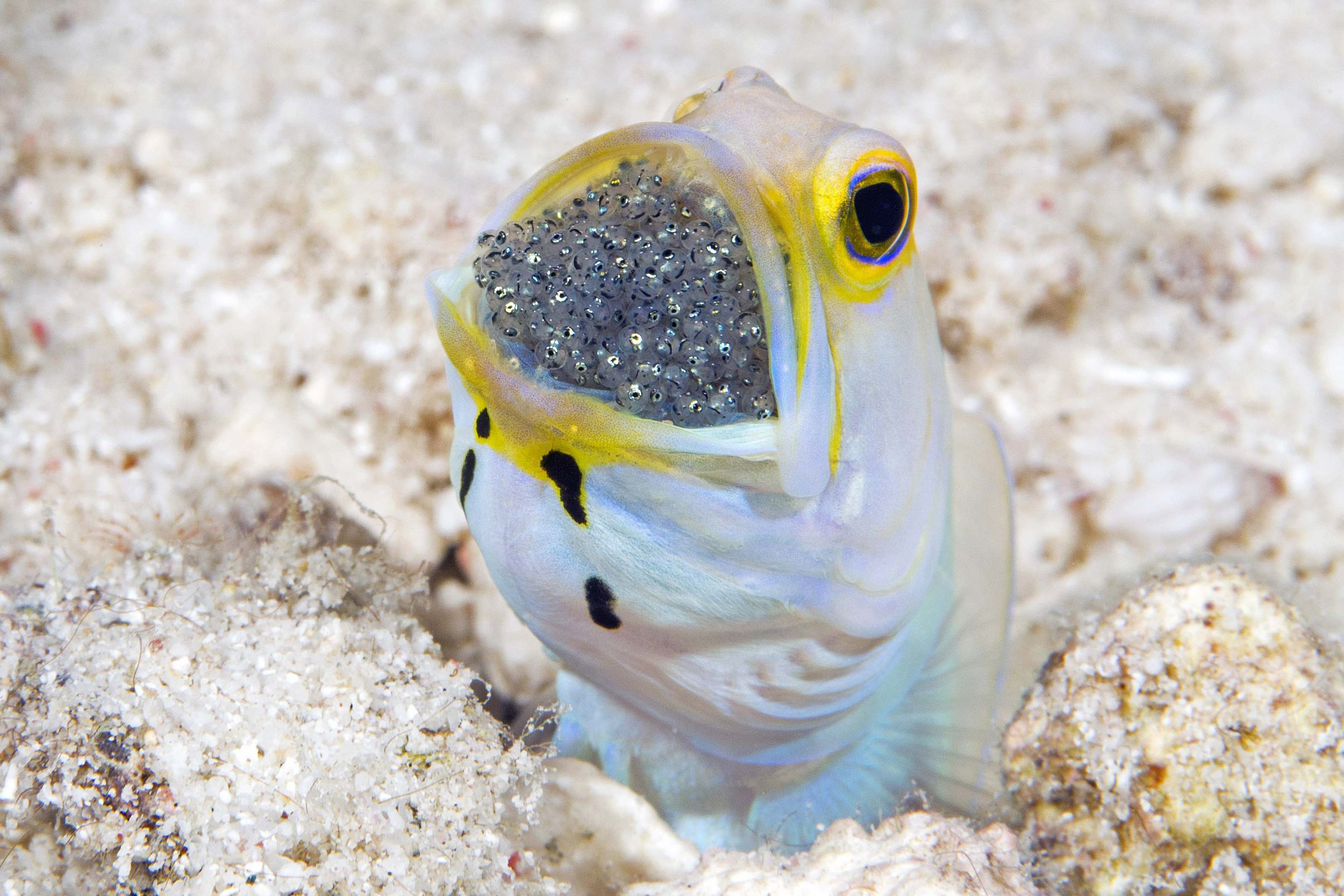 Egge Bonaire