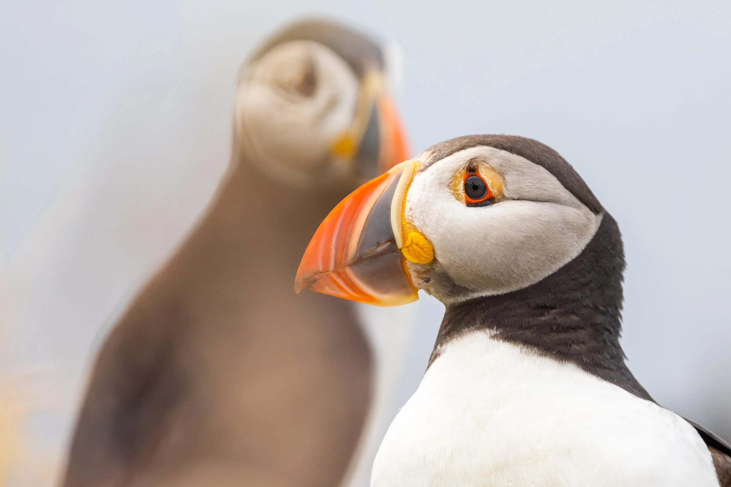 Puffins