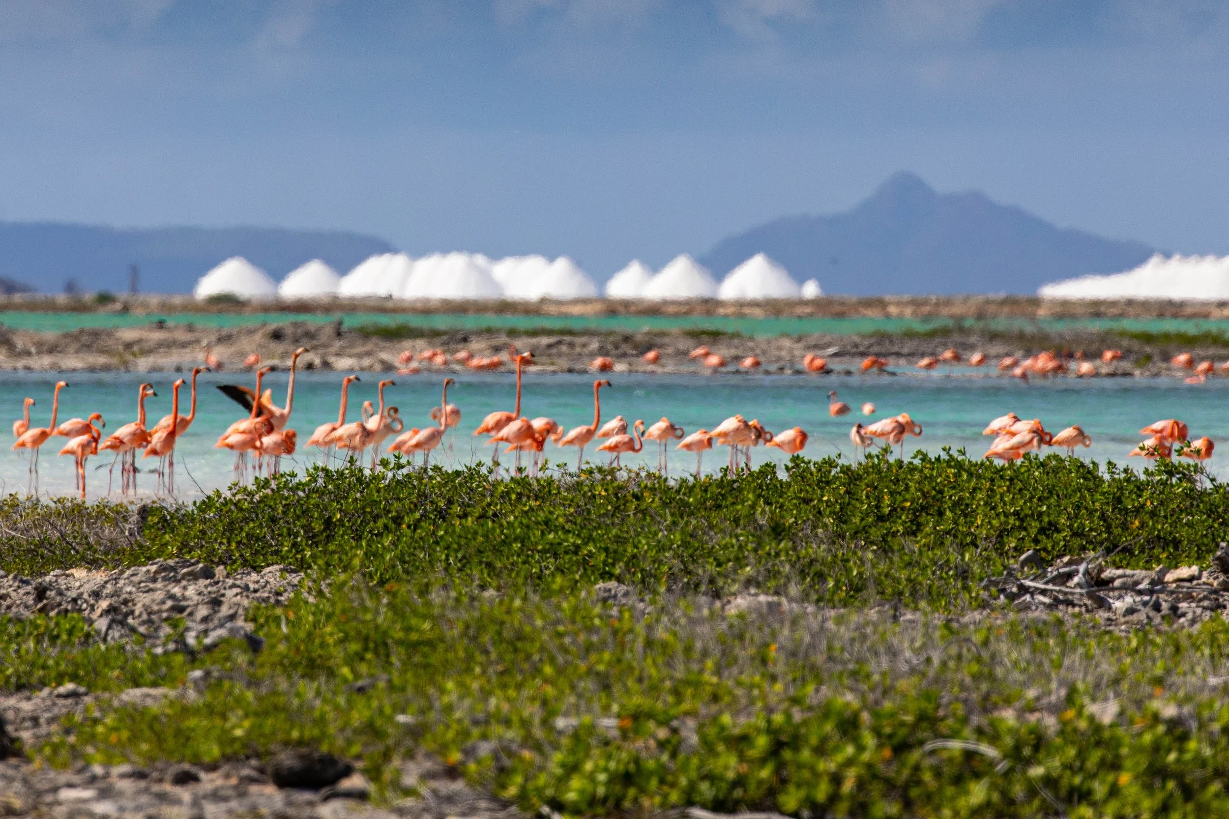 Bonaire Memory11.jpg