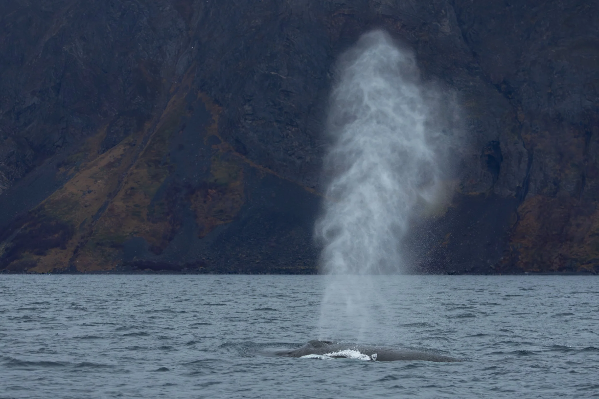 Blow of a humpback