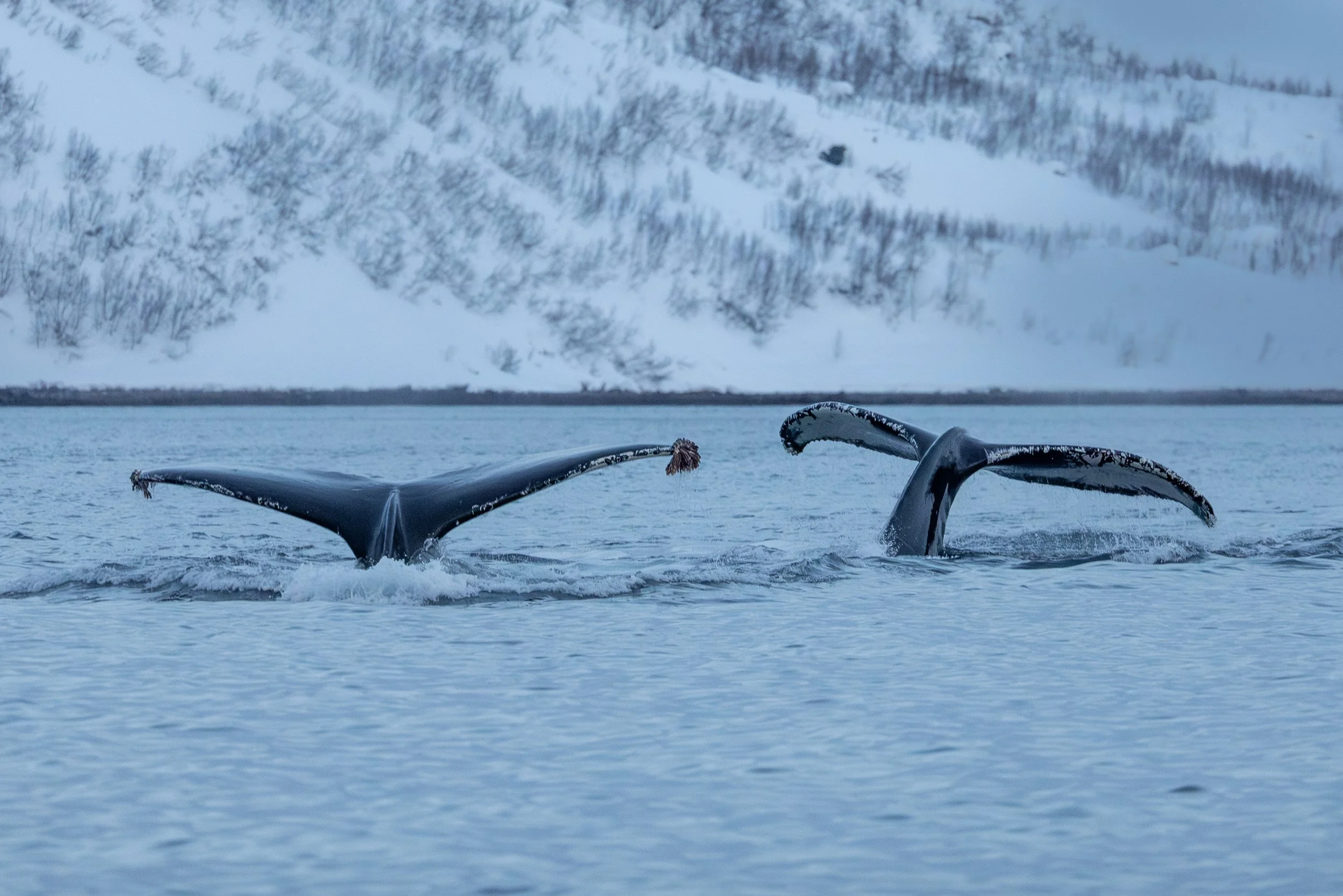 Two tables of humpbacks whales, Skjervøy