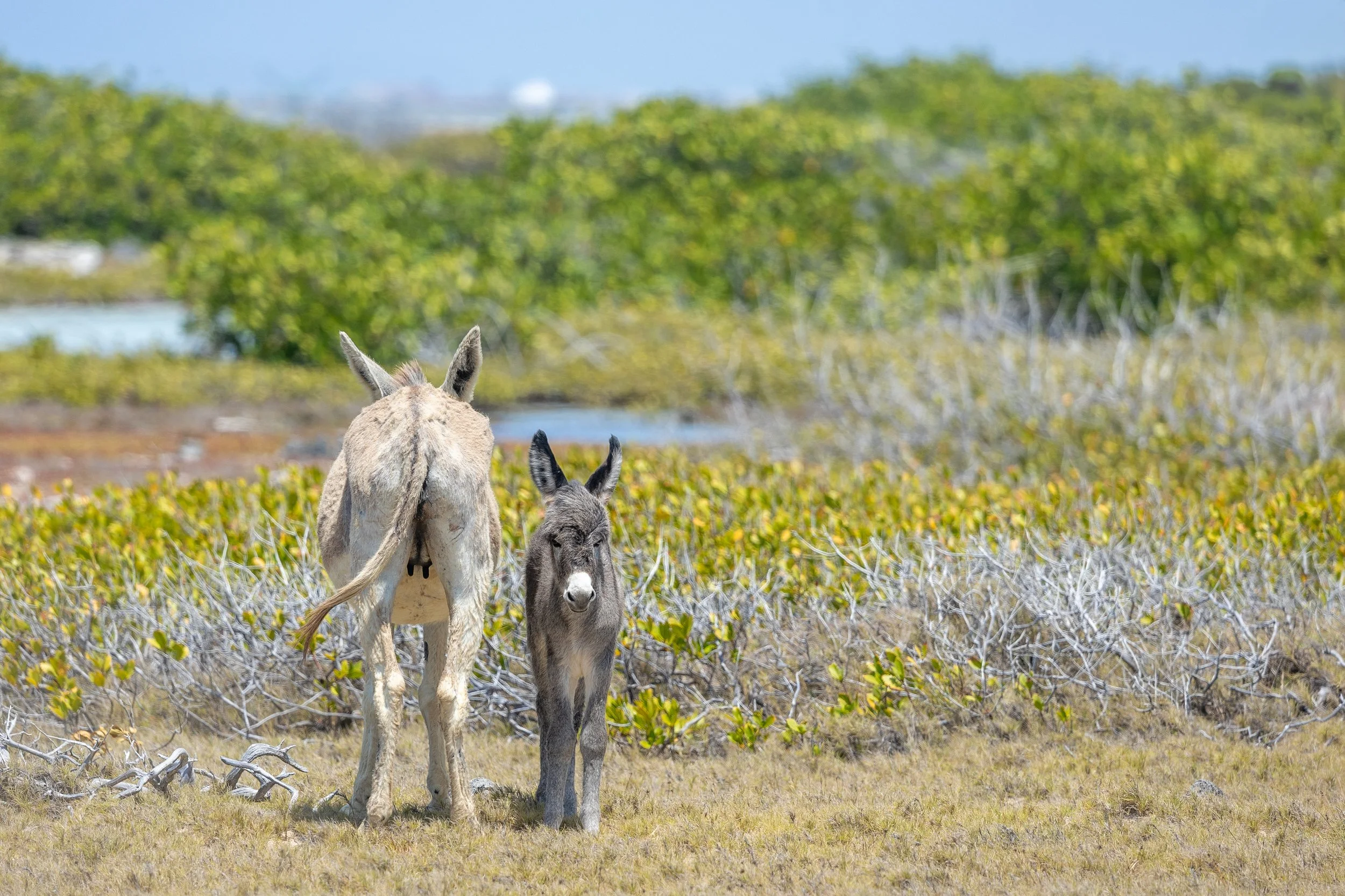 Bonaire Memory10.jpg