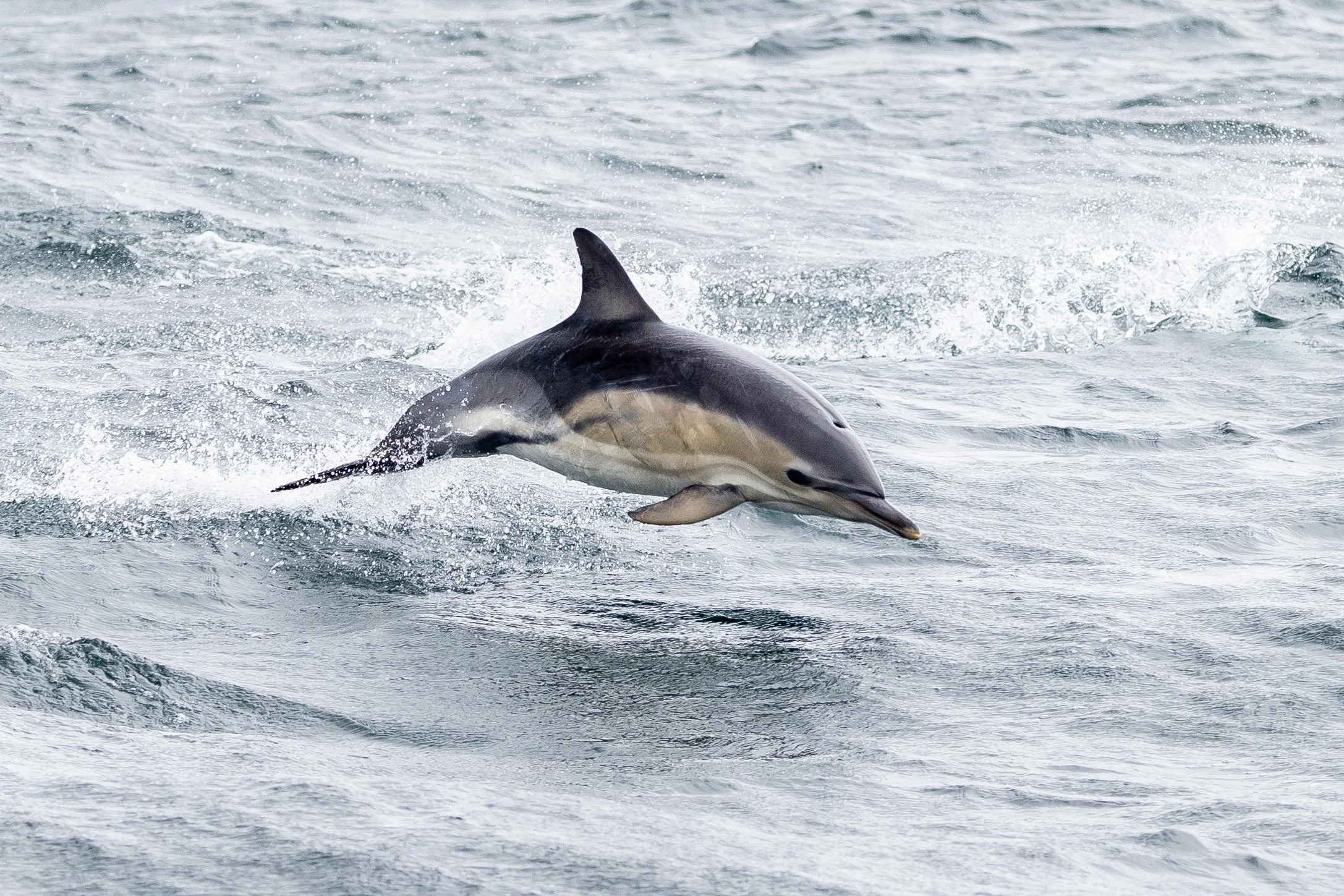 Dolphin around the Isle of Coll