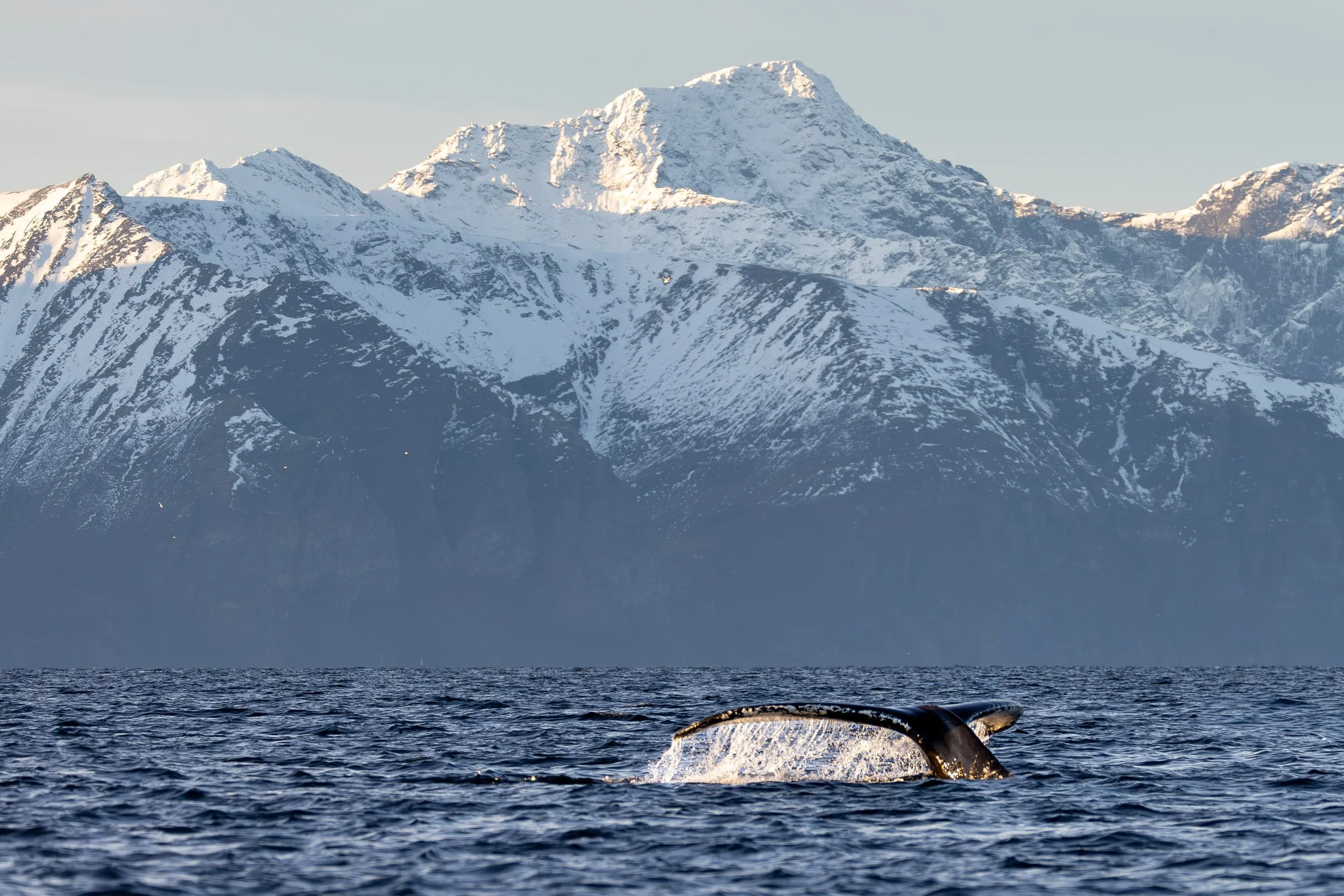 Fluke of a humpback