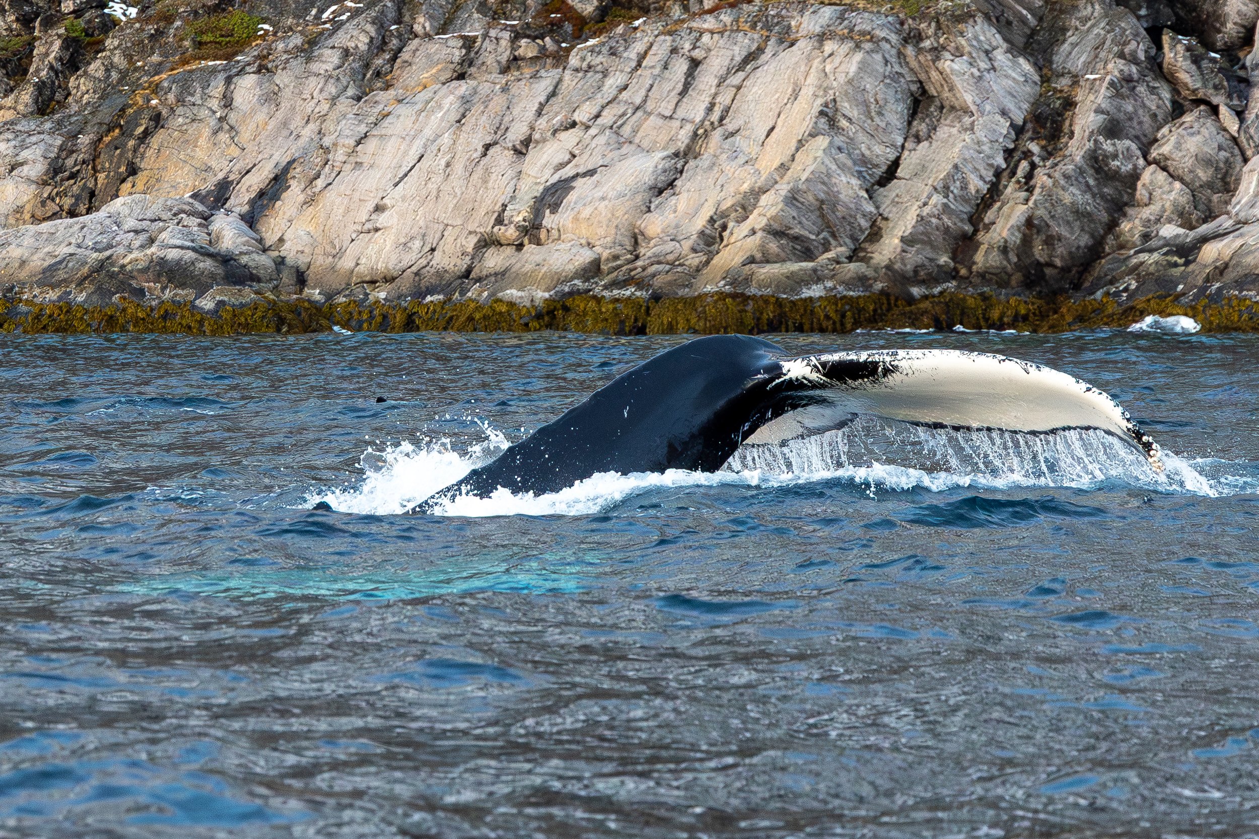 Humpback fluke, Norway
