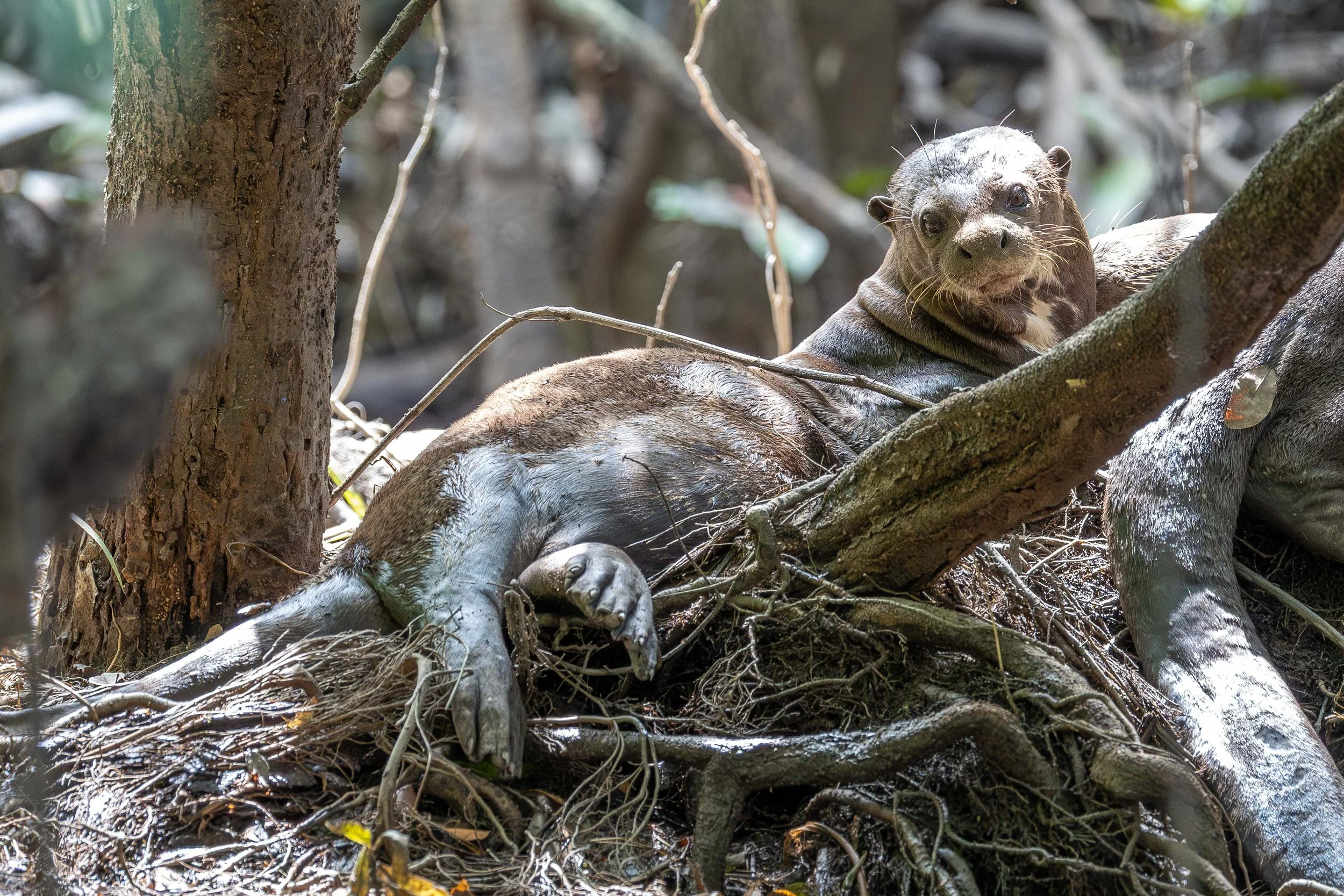 Giant Otter, Maratakka, Suriname
