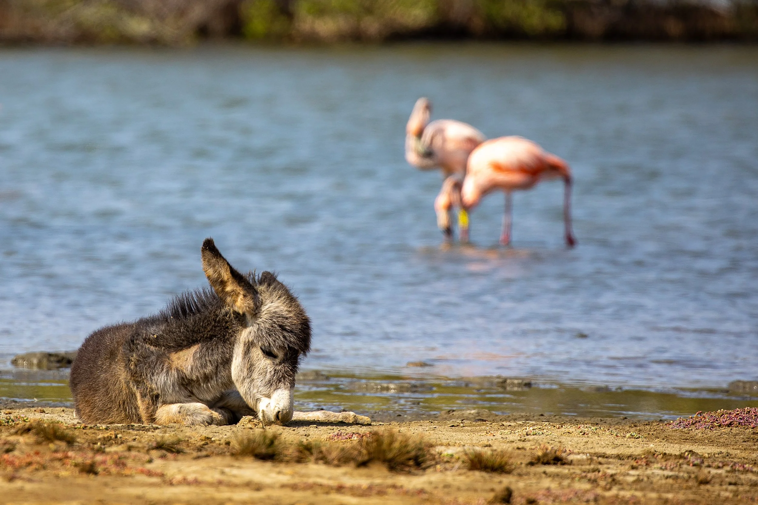 Donkey meets flamingo's Bonaire