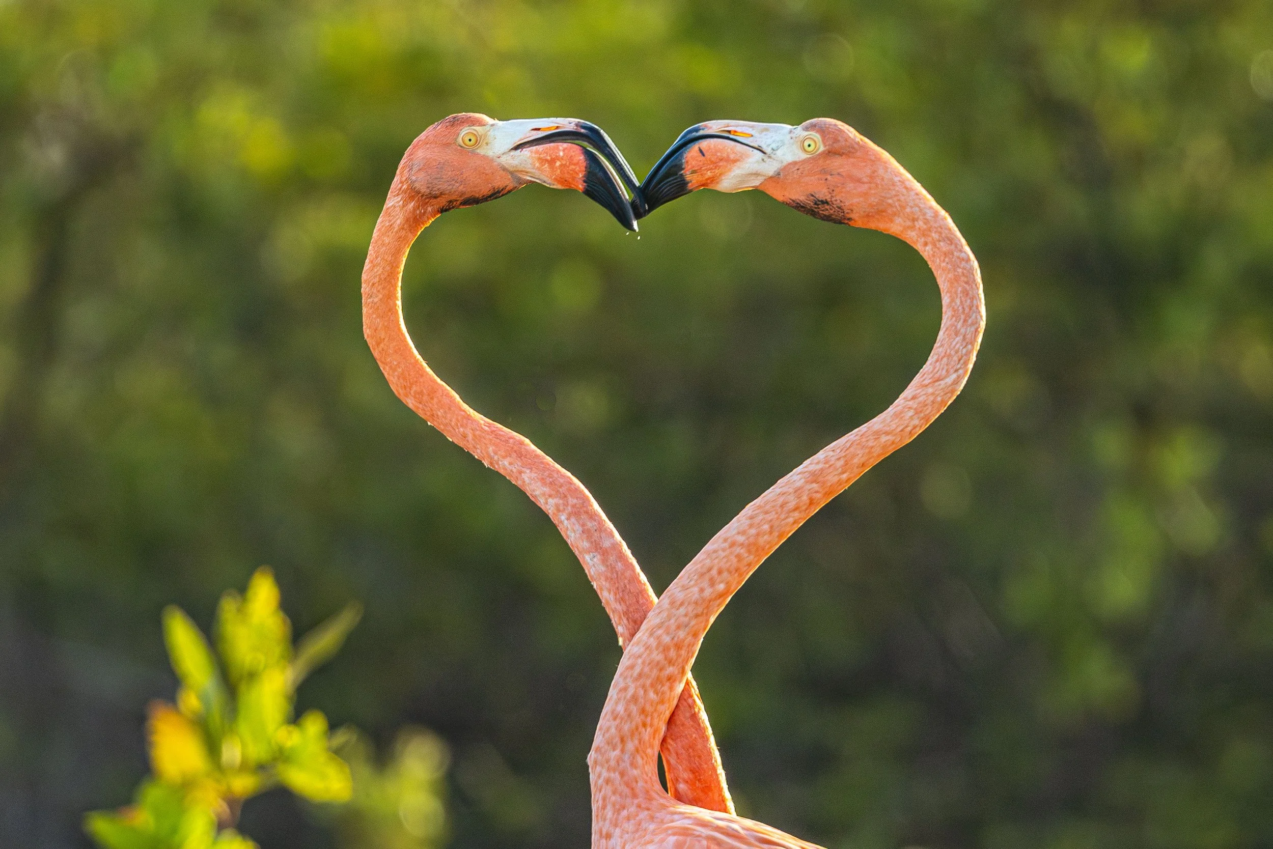 Bonaire Memory13.jpg