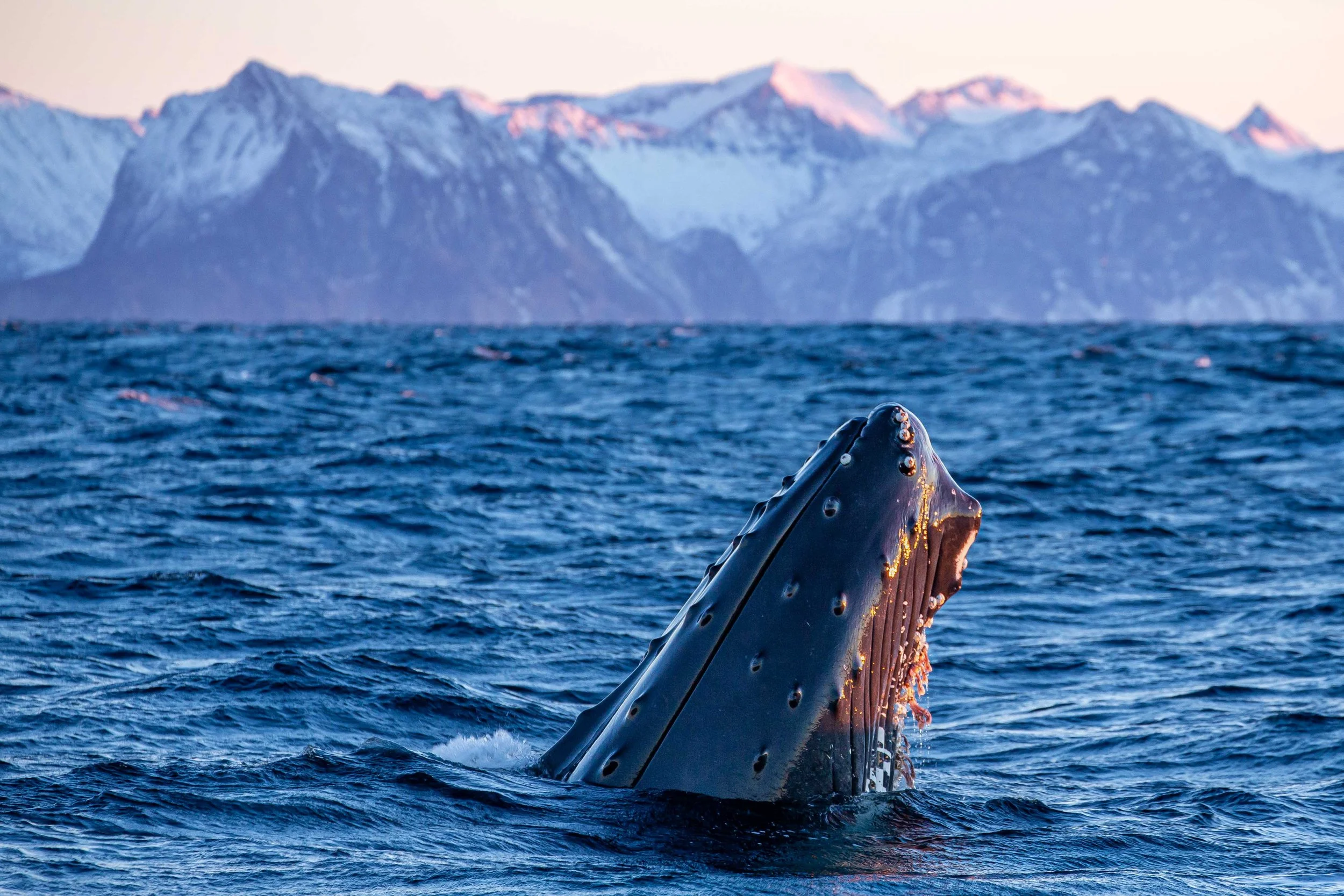 Spyhopping Humpback, Norway