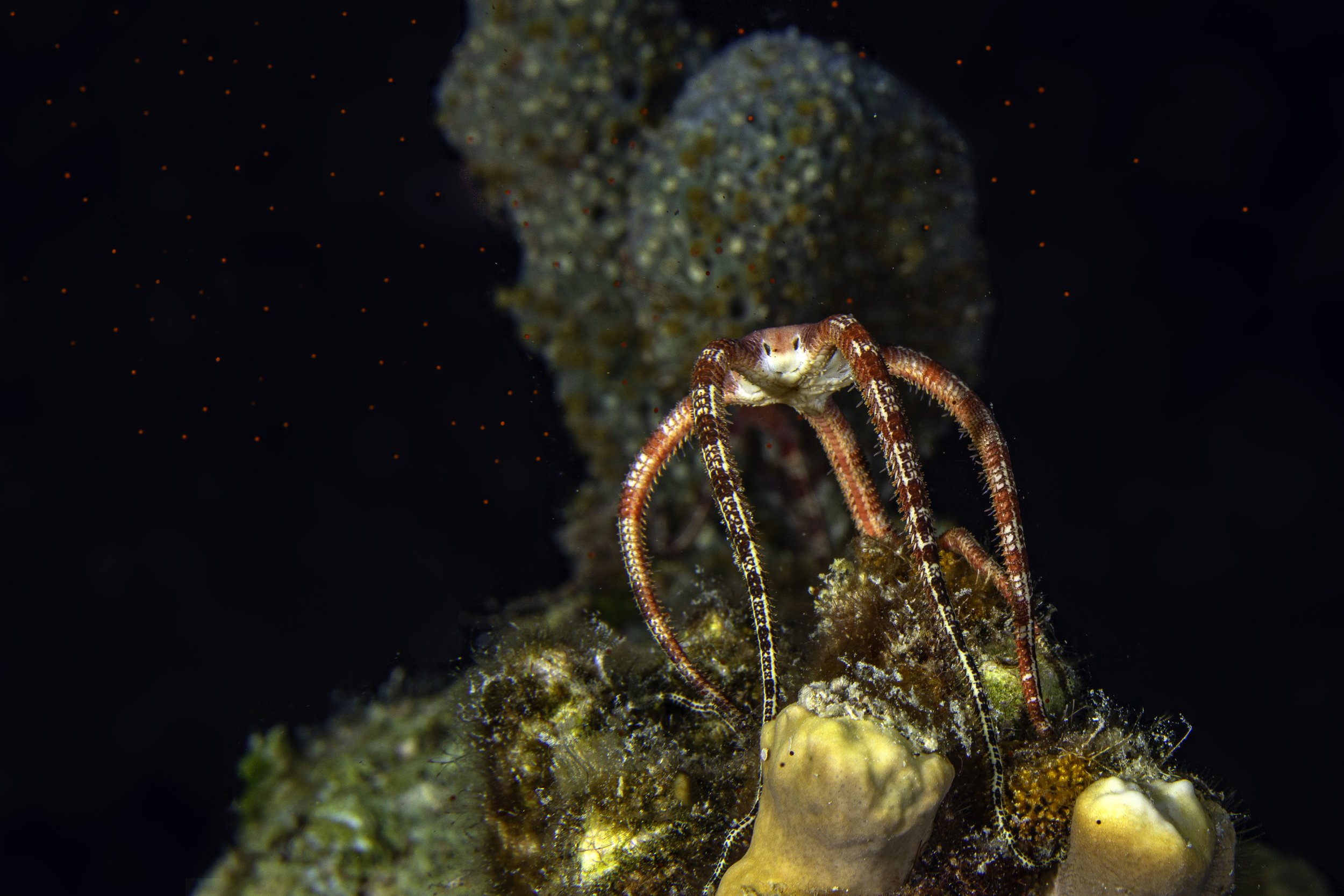 Underwater5.jpg