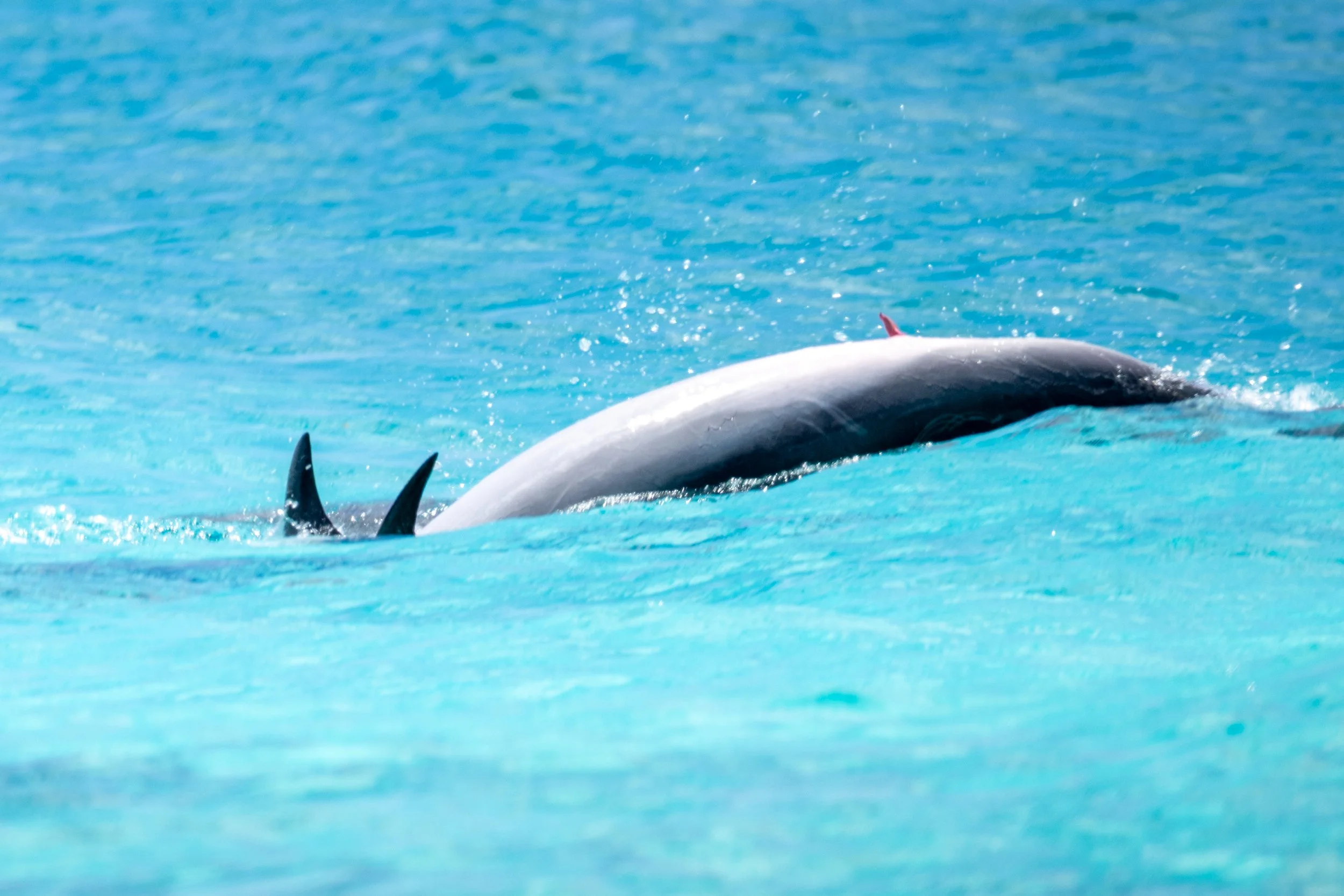 Chilling and waiting dolphin 