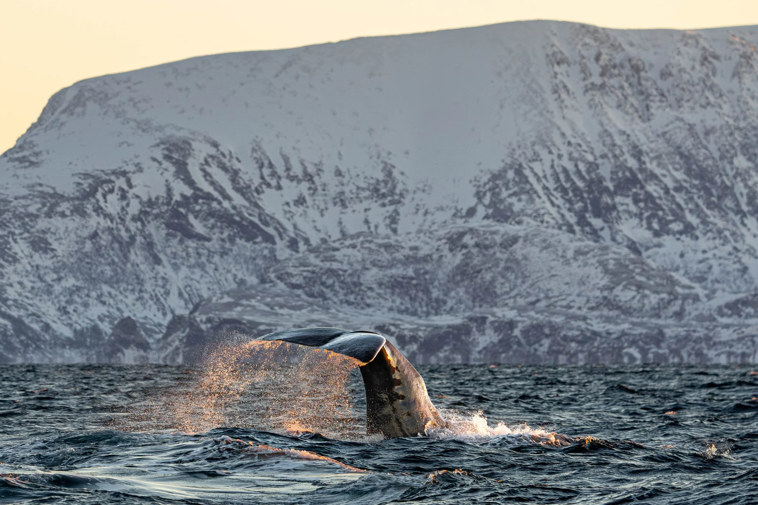 Spermwhales in Skjervoy